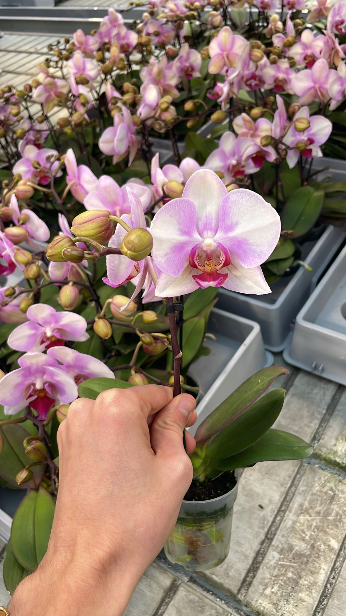 Diva P7 A2 Make-up 1-2 spike, D 7 cm