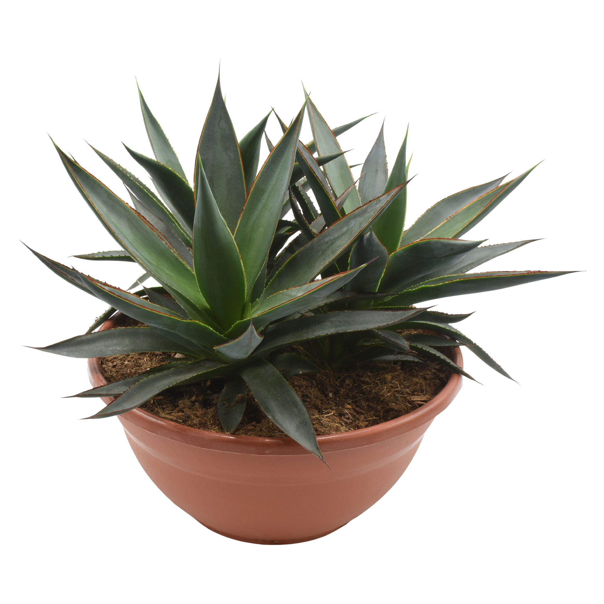 Agave Shaka Zulu, D 30