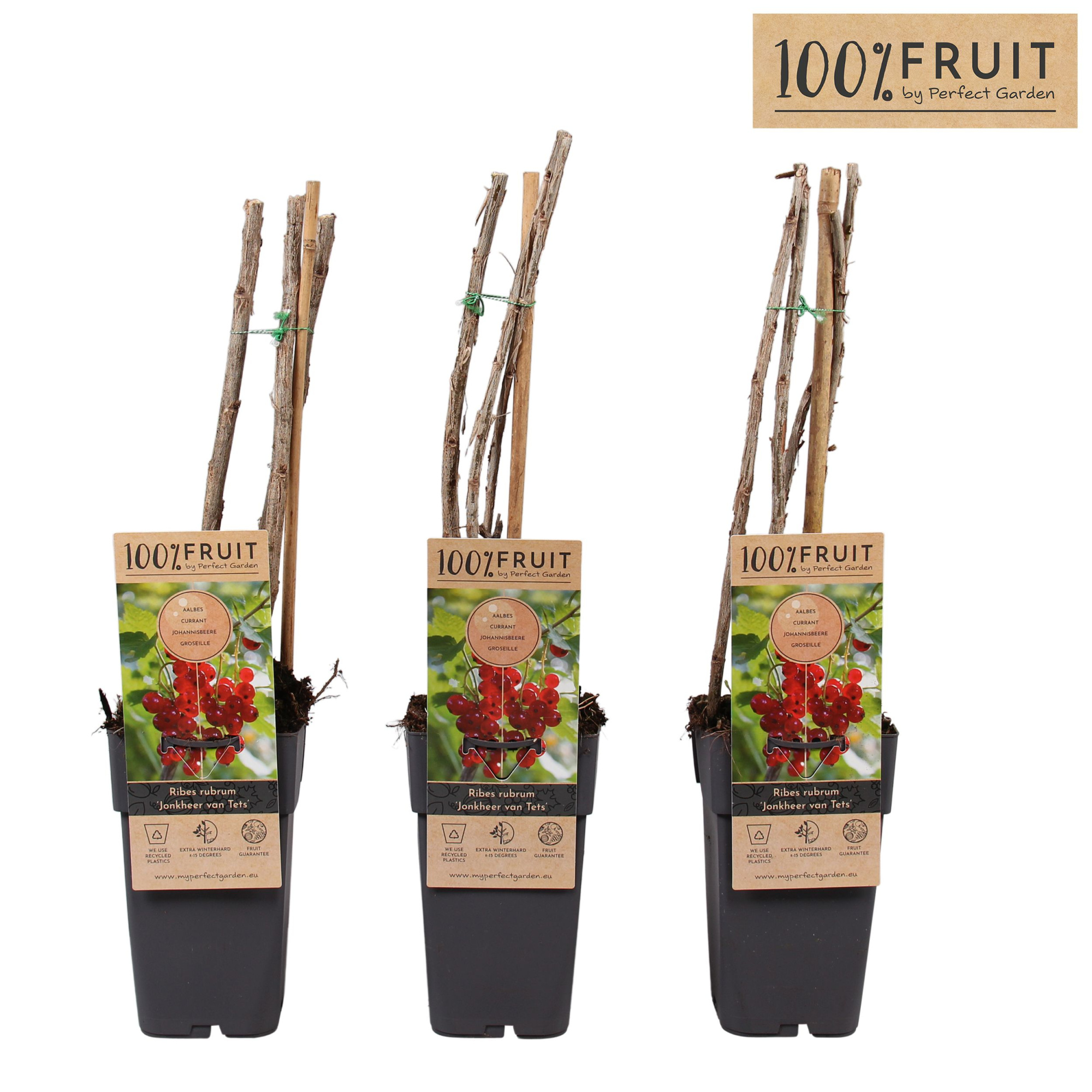 Ribes rubrum Jonkheer van Tets P15, D 15