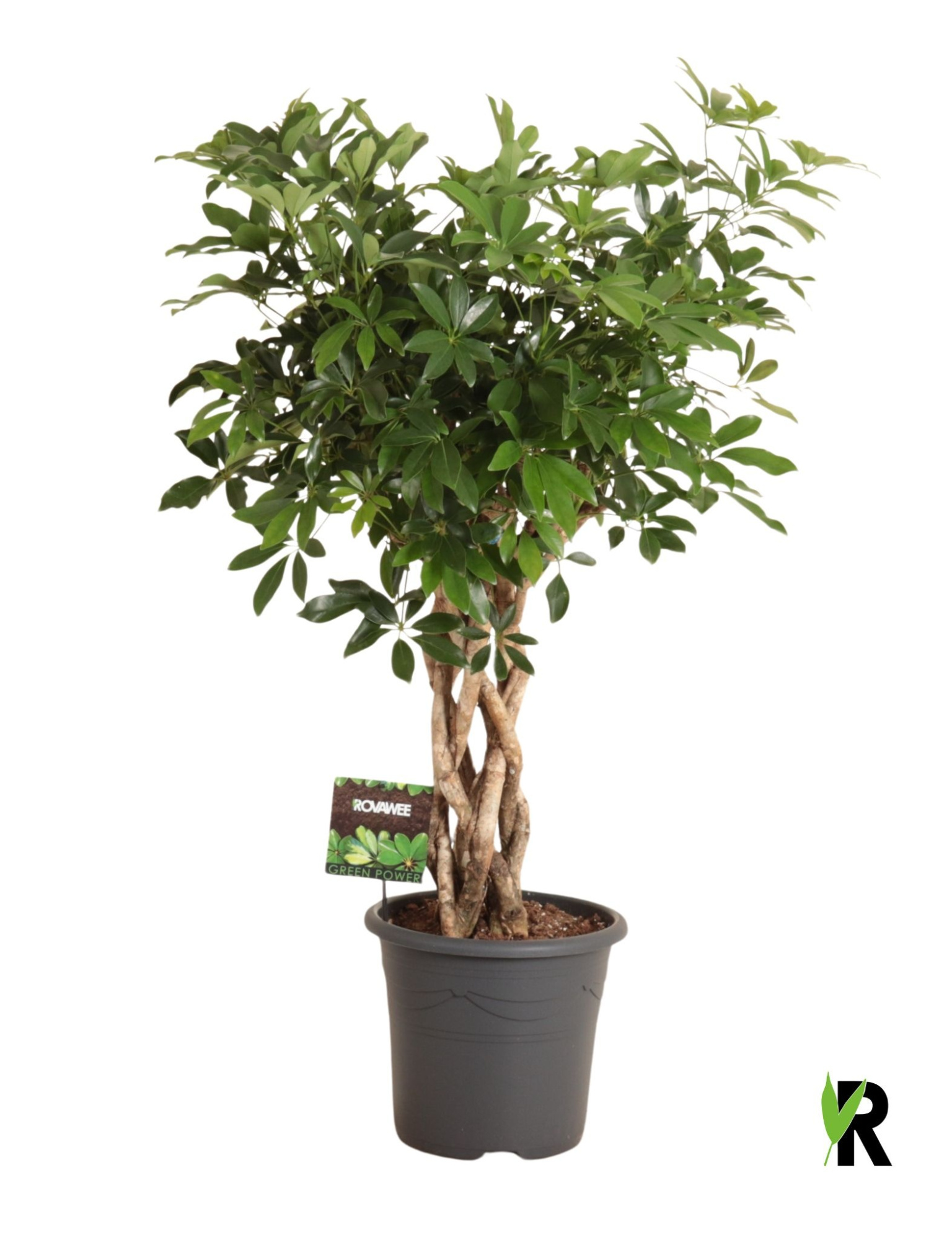 Schefflera arb. Compacta gevlouchten cilinder, D 32 cm