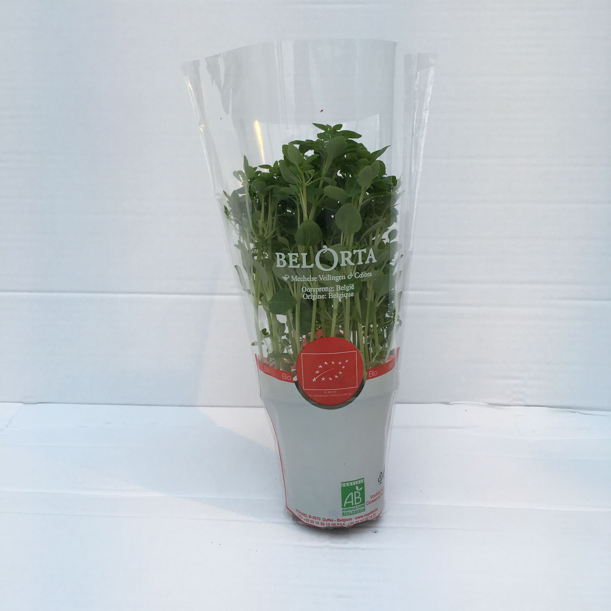 Basilicum Fijnbladig P9, D 9 cm