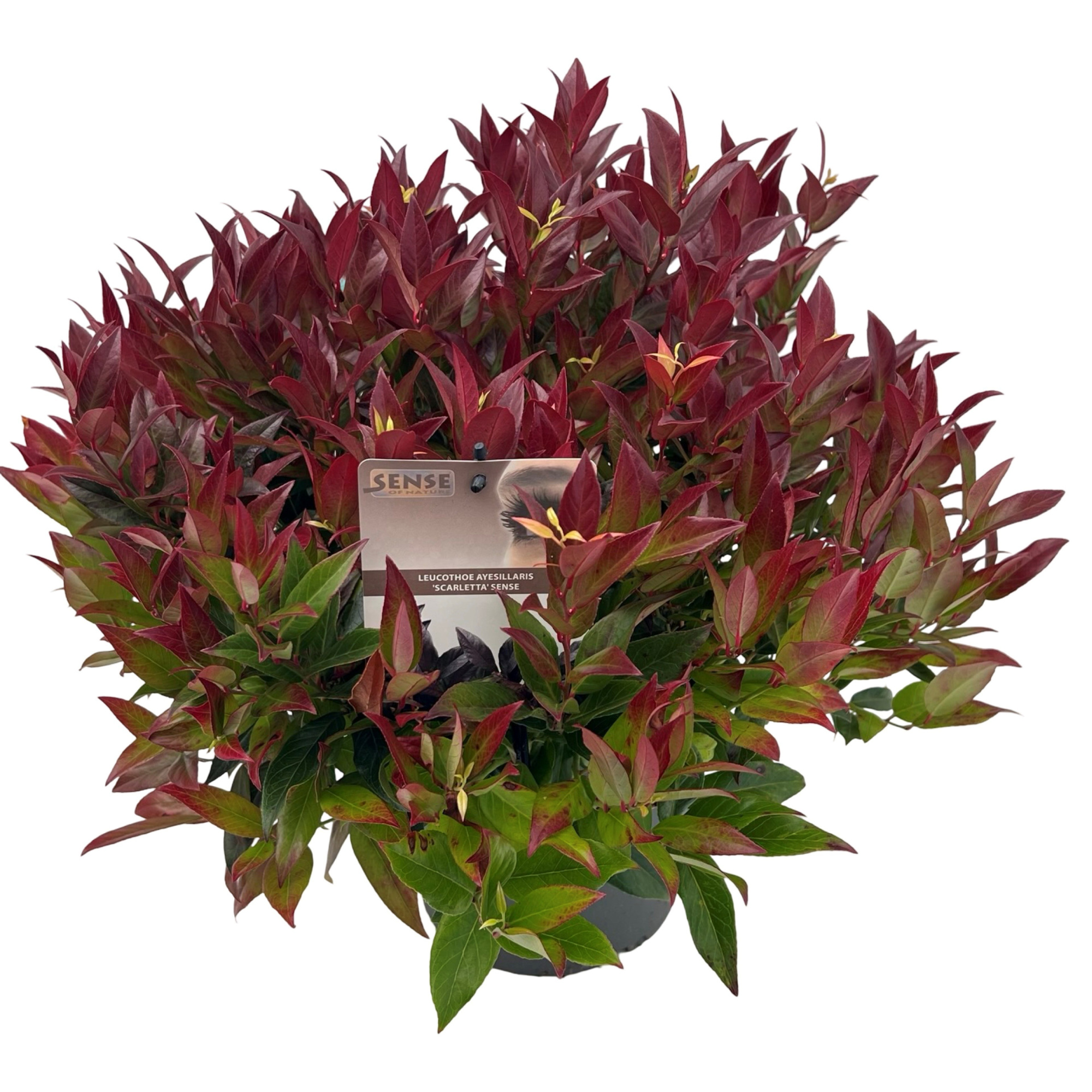 Leucothoe 'Scarletta' sense, D 23 cm