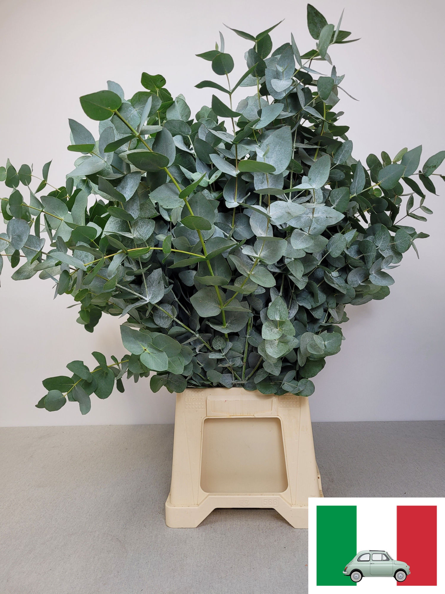 Эвкалипт Цинерея за пучок 70 (зел.), пуч.