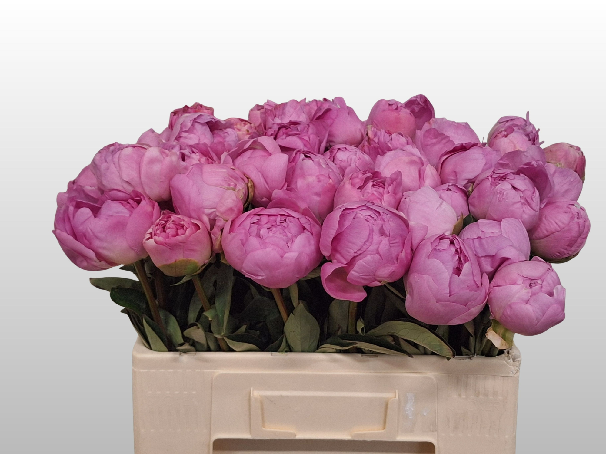 Пион Диннер Плейт 55, шт.