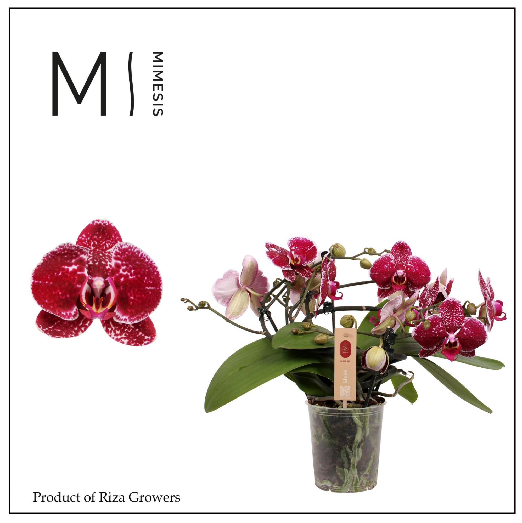 Phalaenopsis Muse Red 25+ - 12cm | Mimesis, D 12 cm