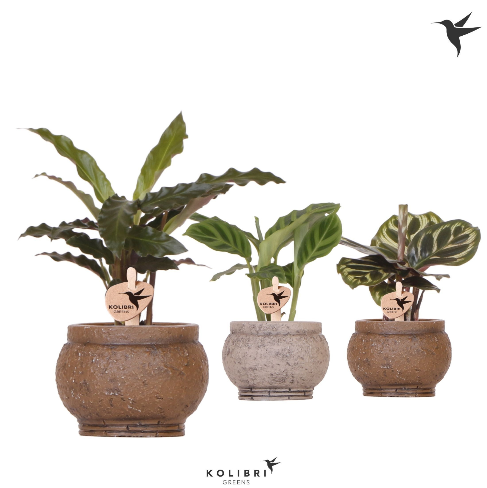 Kolibri Greens Calathea mix in Ancient pot brown mix, D 6