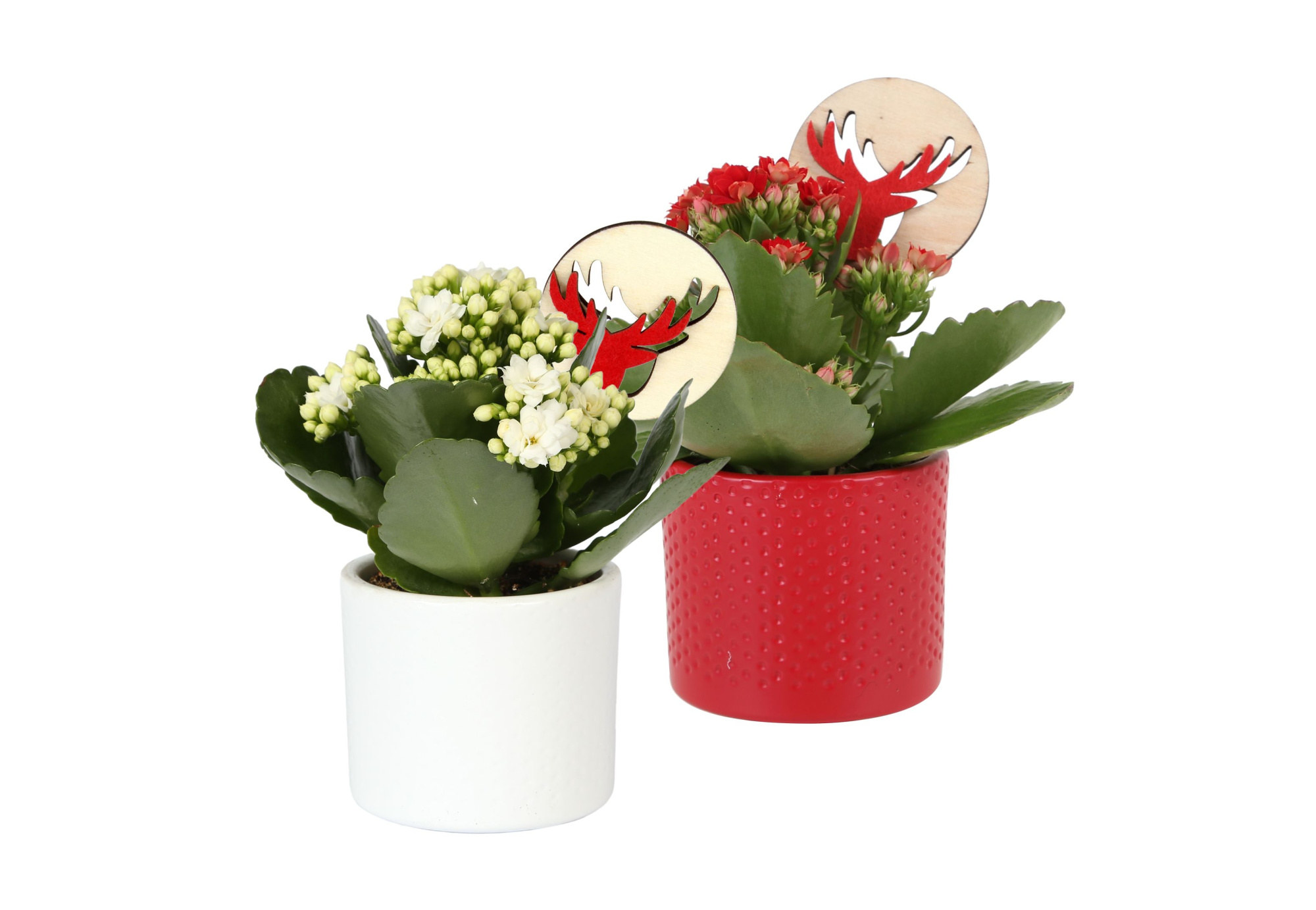KP-753.2 - Kalanchoe Rosalina rd/wtin stippenpot en kerststeker, D 7