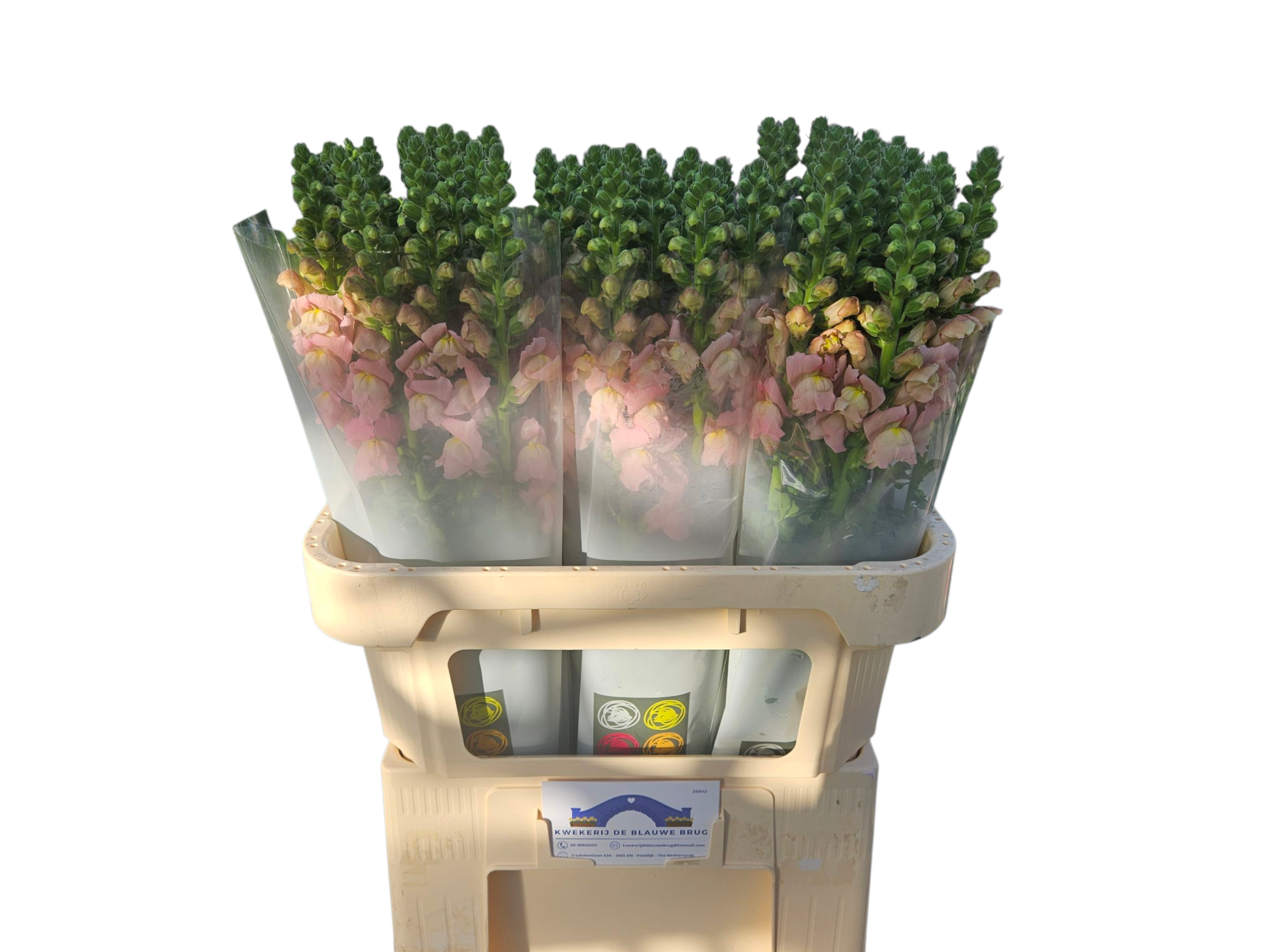 Антирринум Потомак Эрли Пинк (светло-роз.), шт.