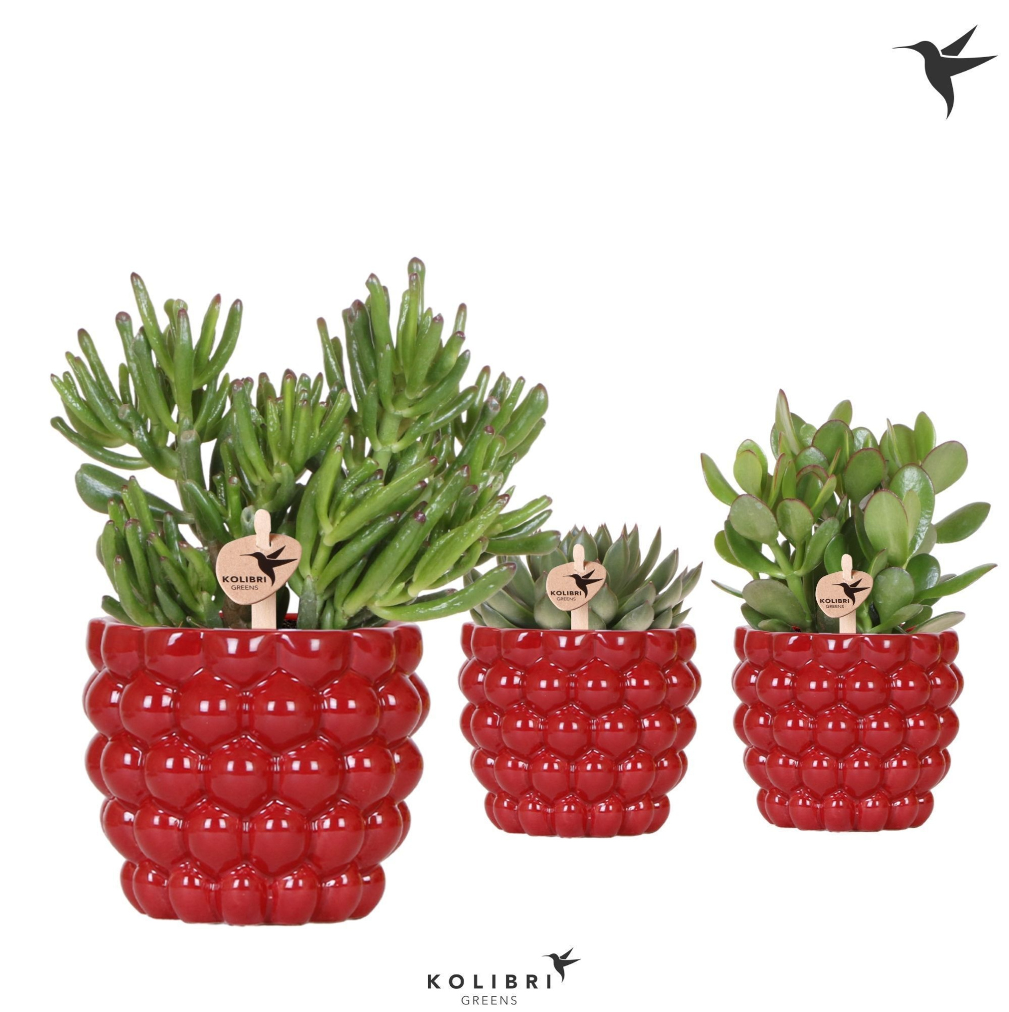 Kolibri Greens Succulenten mix in Berry pot, D 12