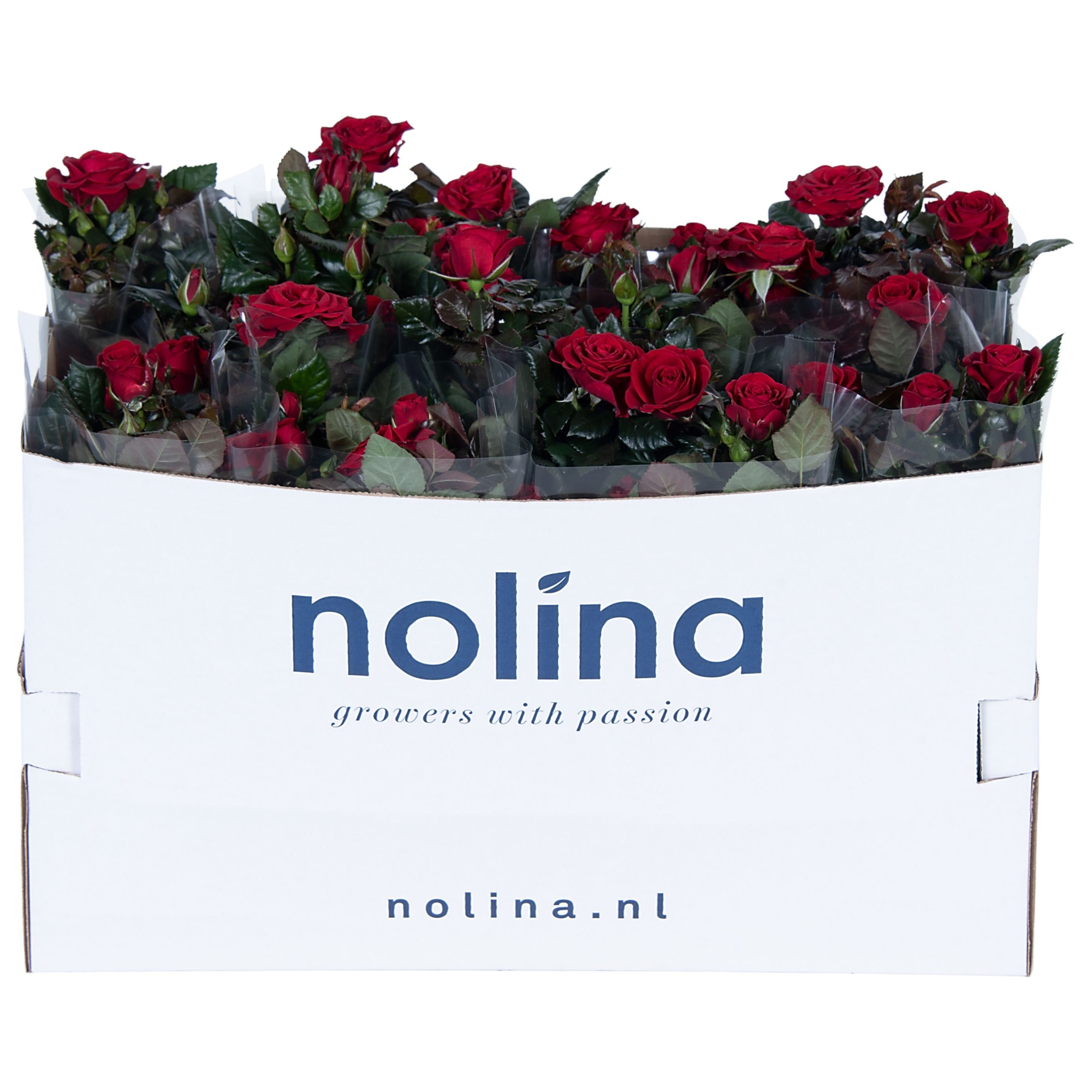 Nolina Roses Ø 13 cm Red in box st. 1-2, D 13 cm