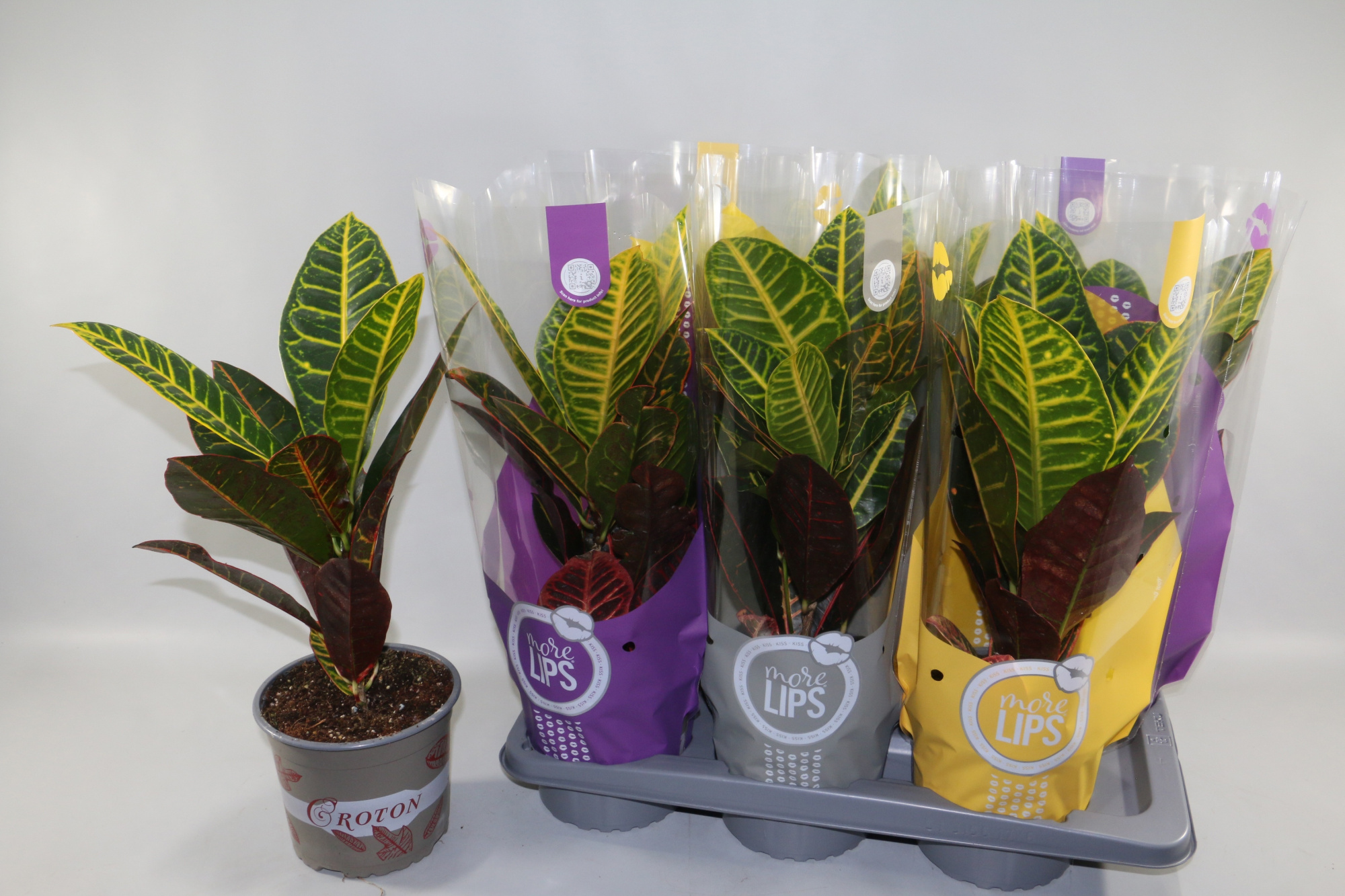 Croton Petra 17cm "MoreLIPS®" Design Hoes, D 17