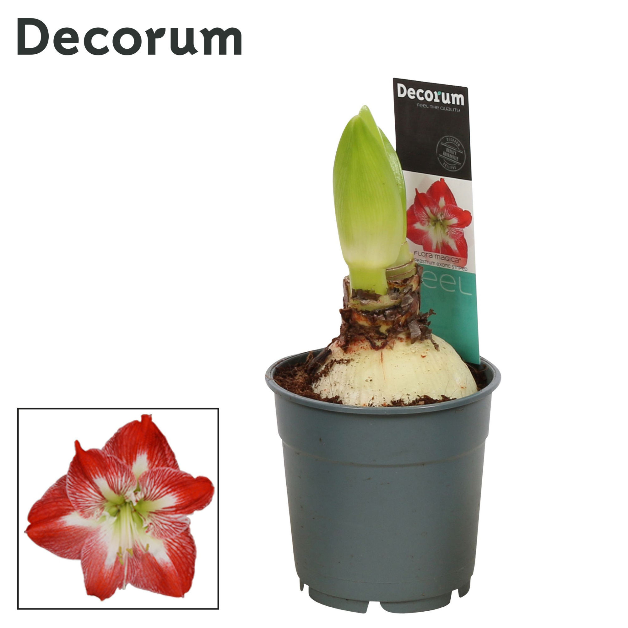 Amaryllis Exotic Striped 2 knop Extra OP (Decorum), D 12 cm