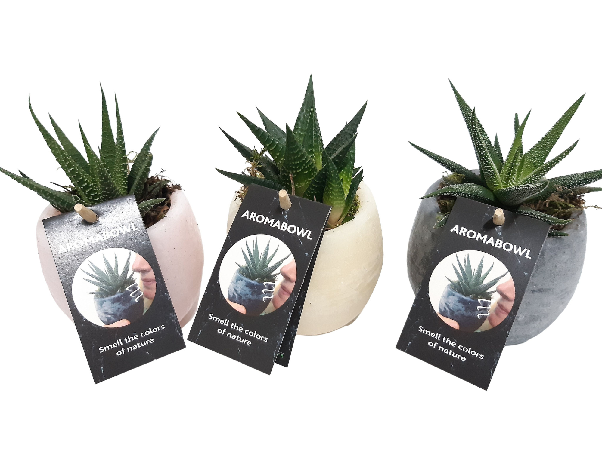 AB9HAW2 Aroma Bowl 9cm Haworthia, Lavender, Cinnamon, Rose, D 9 cm