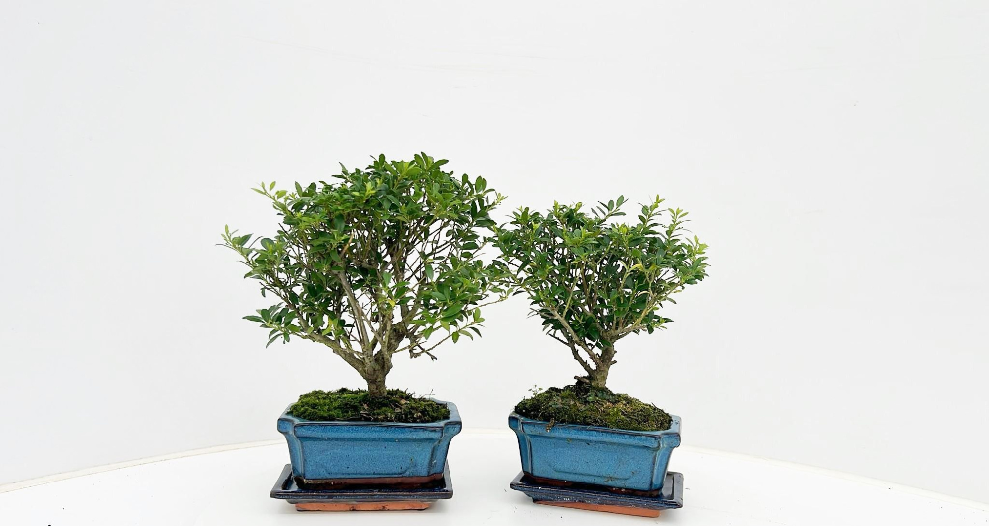 ilex crenata, 15 cm broom with drip tray, D 16 cm