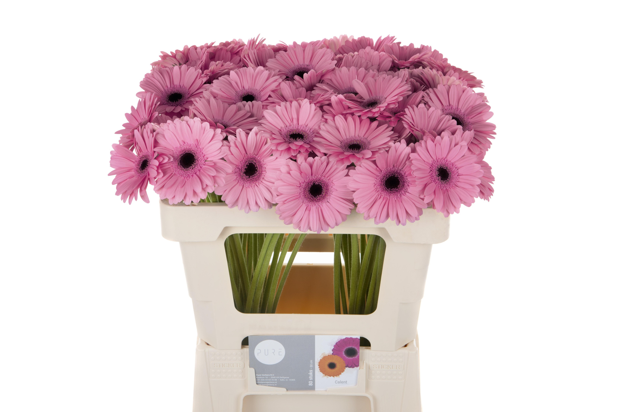 Гермини Талент, шт.