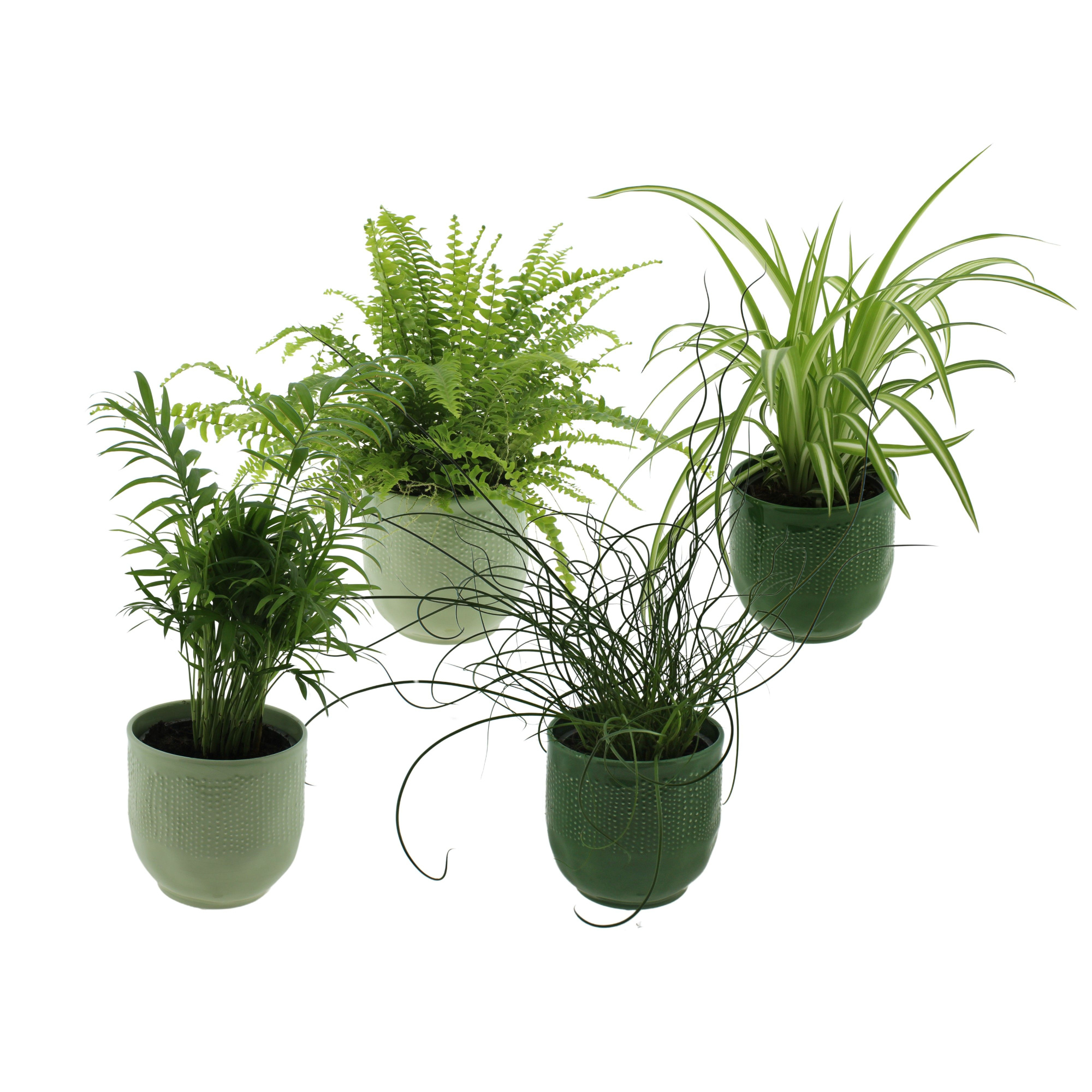 Groene planten mix in keramiek Var,Jun, Chloro en Cham, D 12