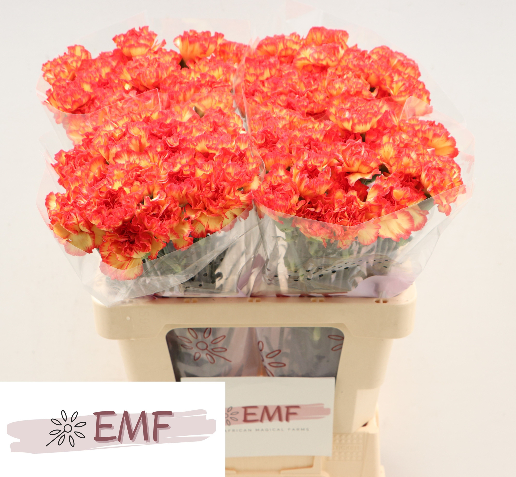 Диантус од. Зенит, шт.