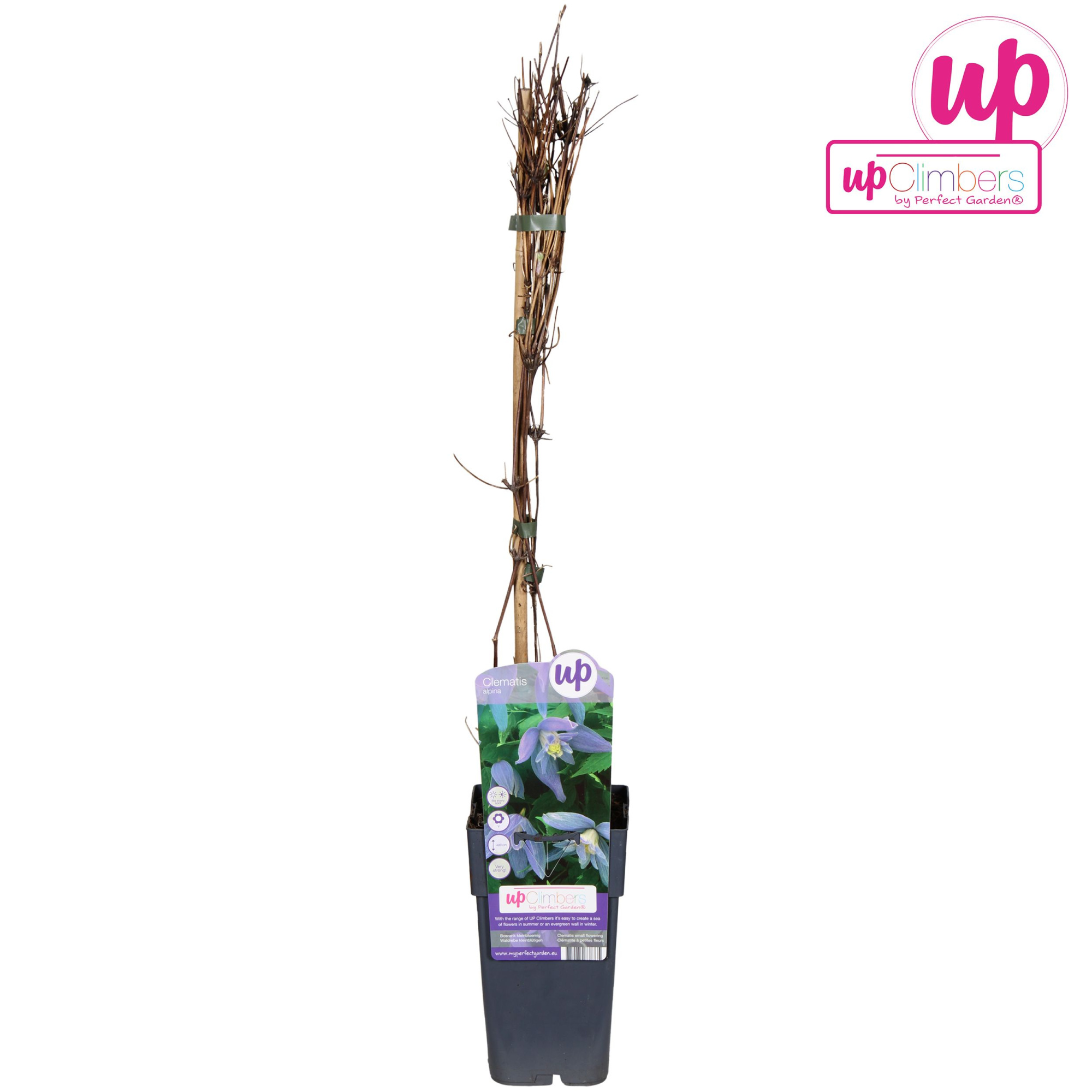 Clematis Alpina P15, D 15