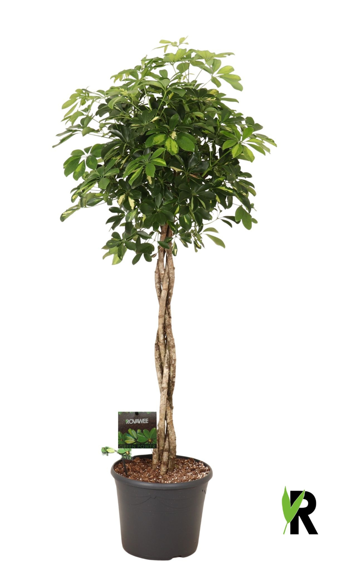 Schefflera arb. Gold Capella gevlochten stam, D 35 cm
