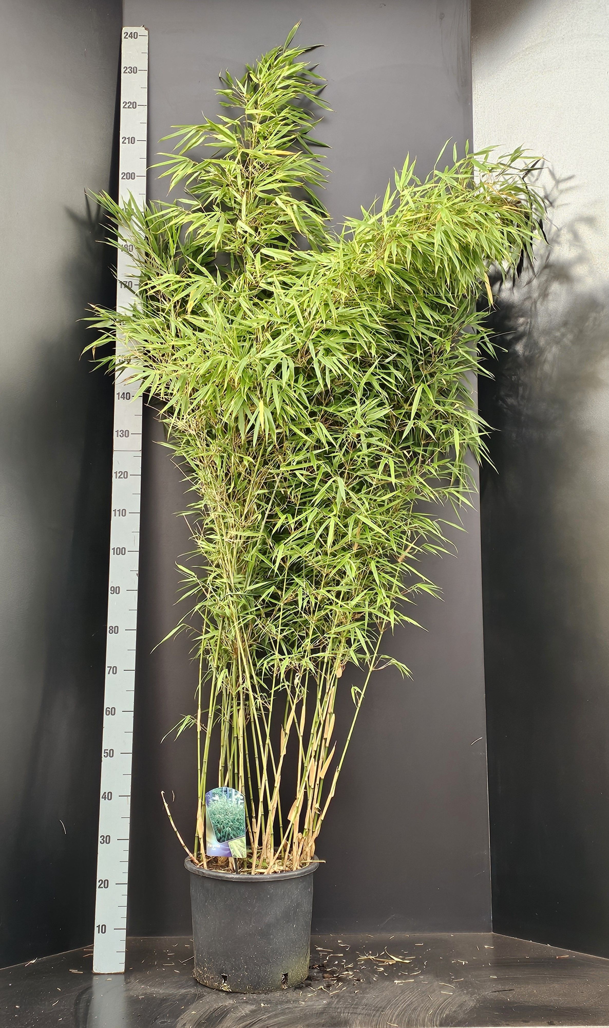 Fargesia Rufa, D 32 cm