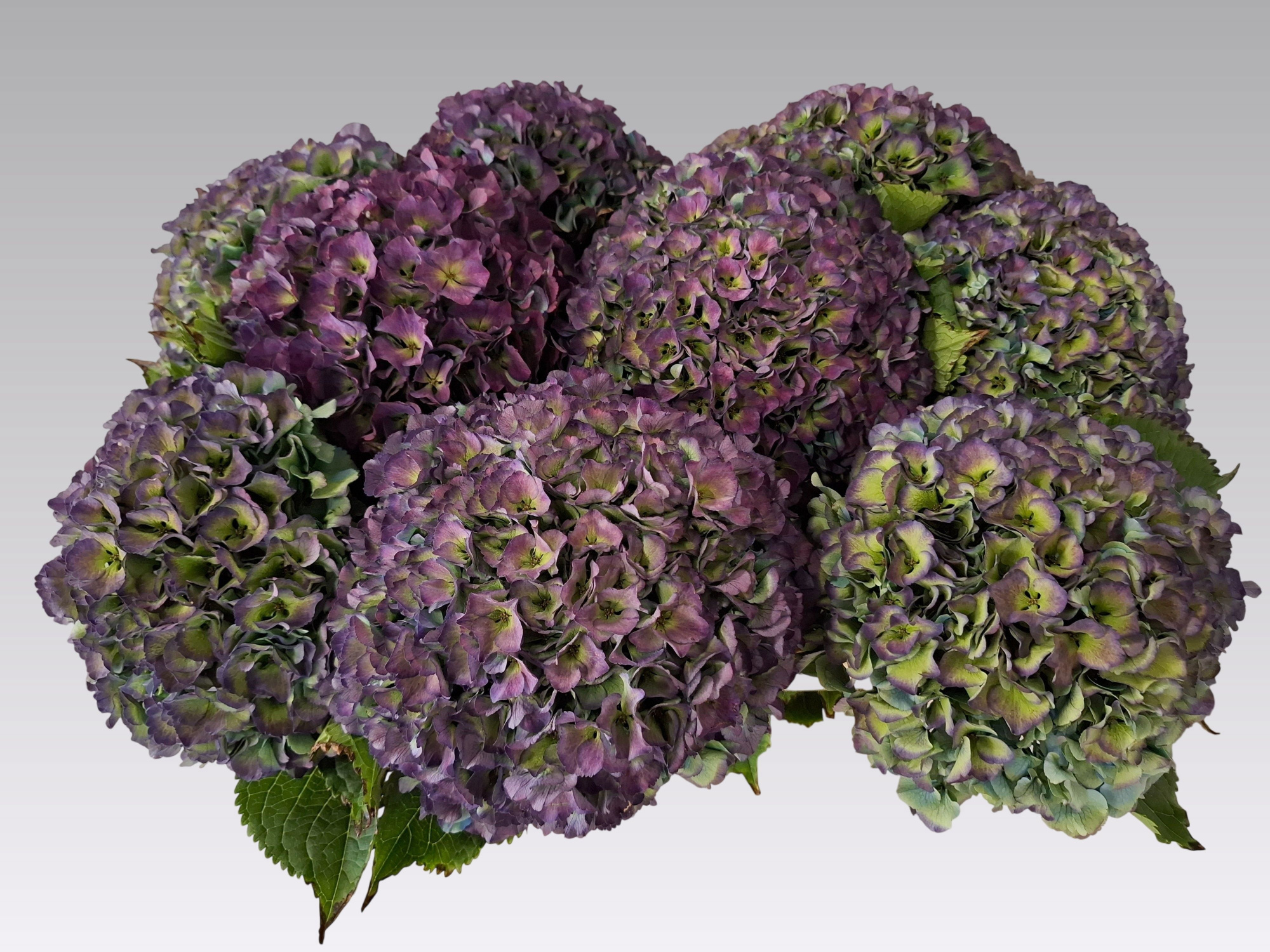 Гортензия Роял Парад Классик 80, шт.