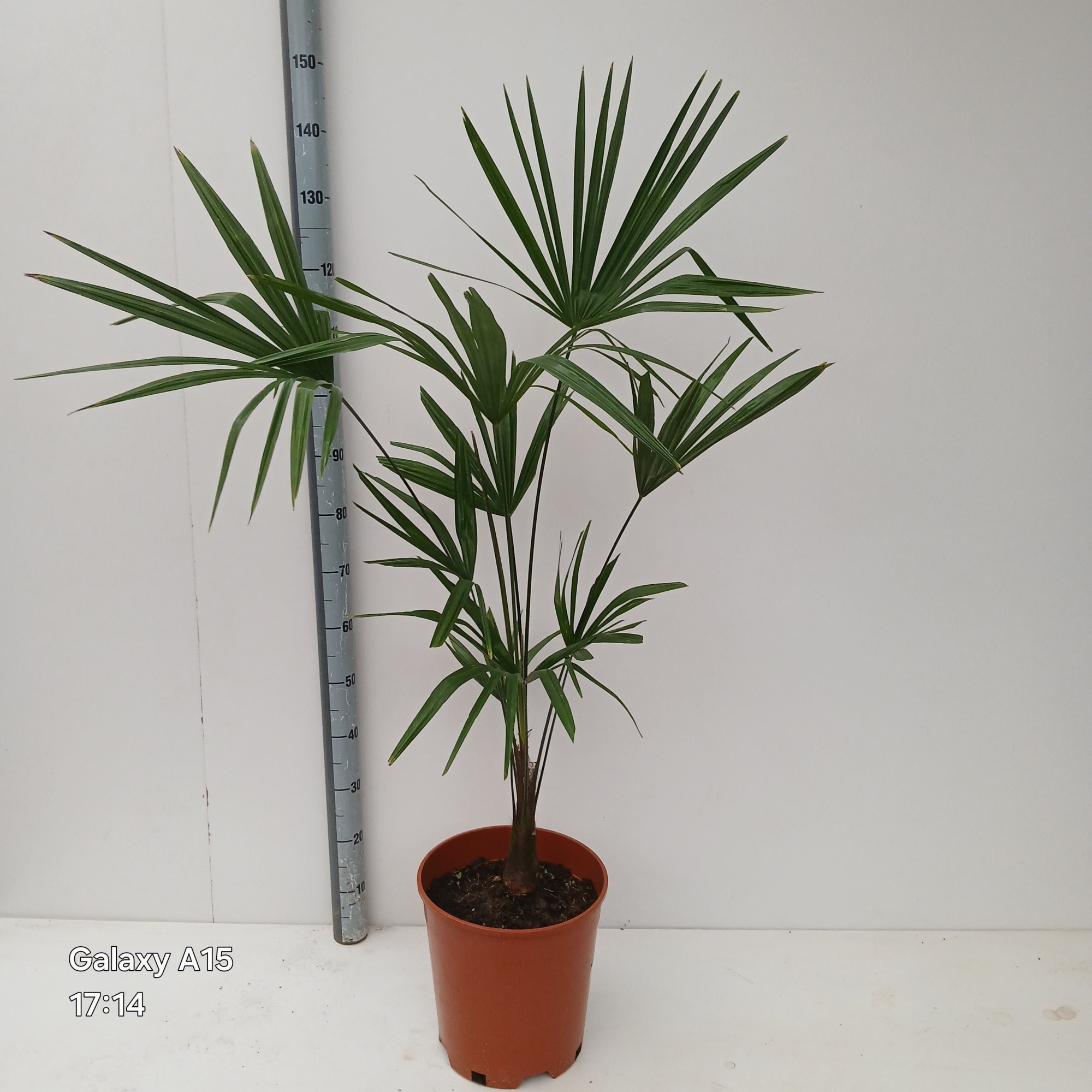 trachycarpus fortunei, D 30