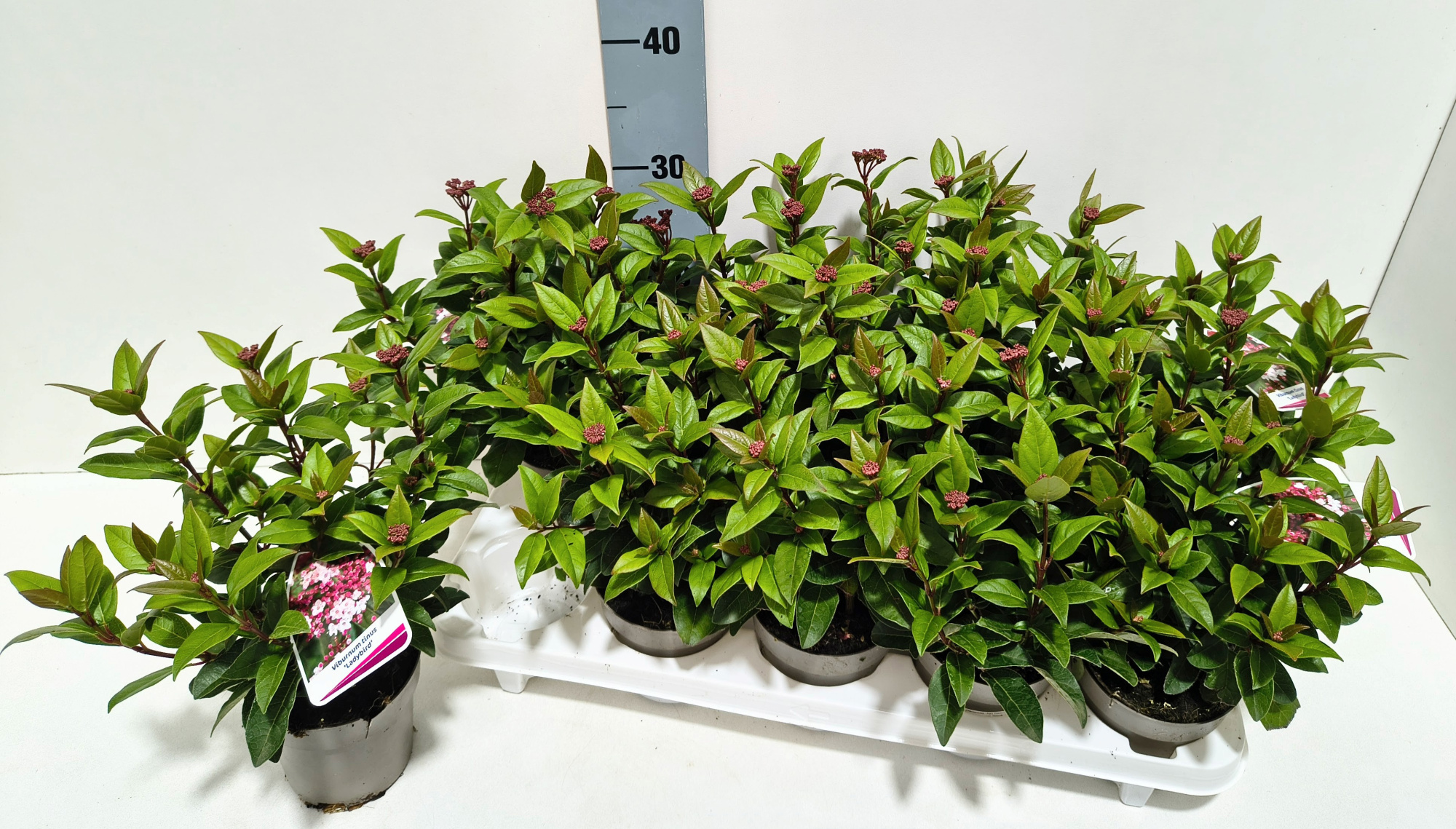 Viburnum Ladybird 11T, D 11 cm