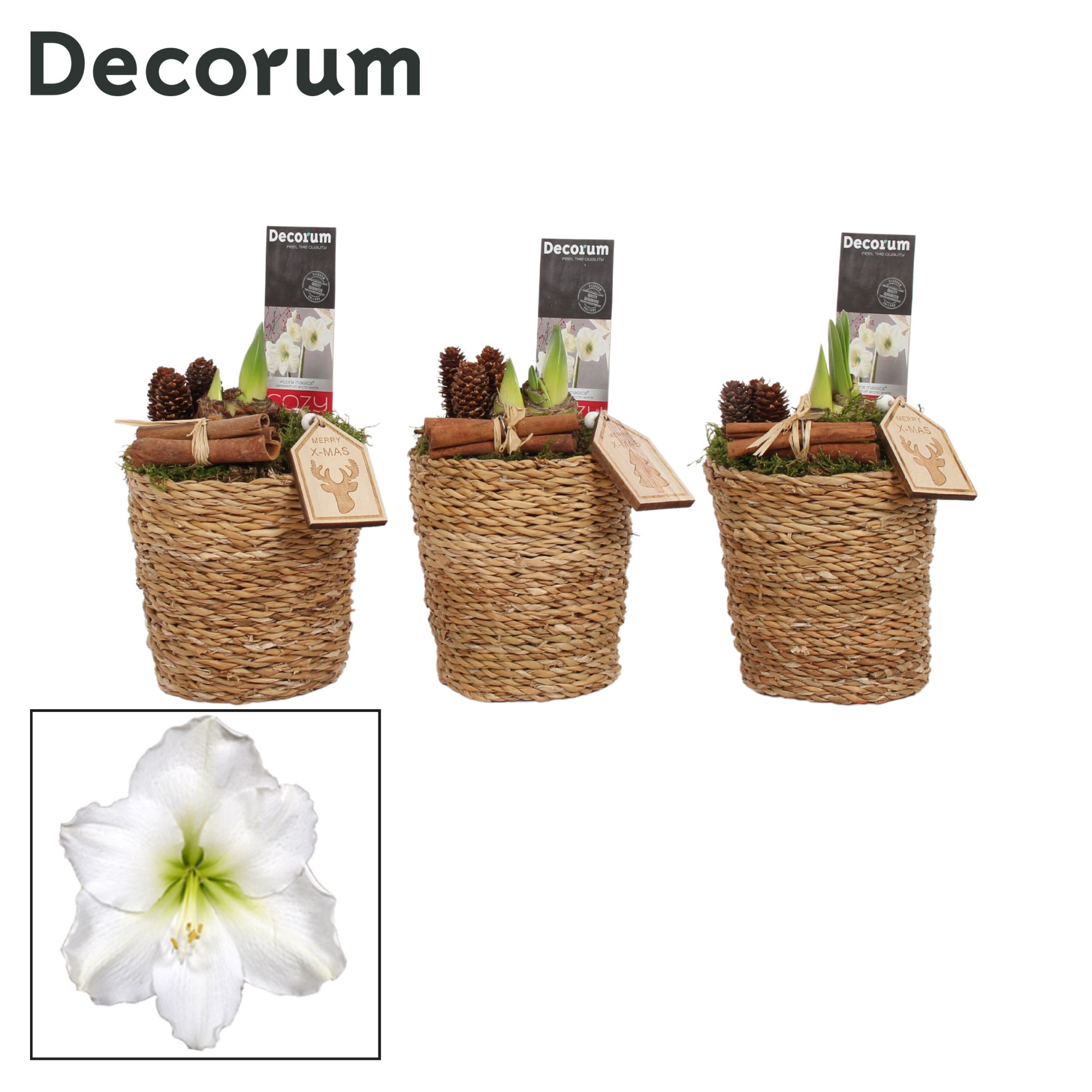 Amaryllis Wit 2 Knop in Ruby KERST (Decorum), D 12 cm