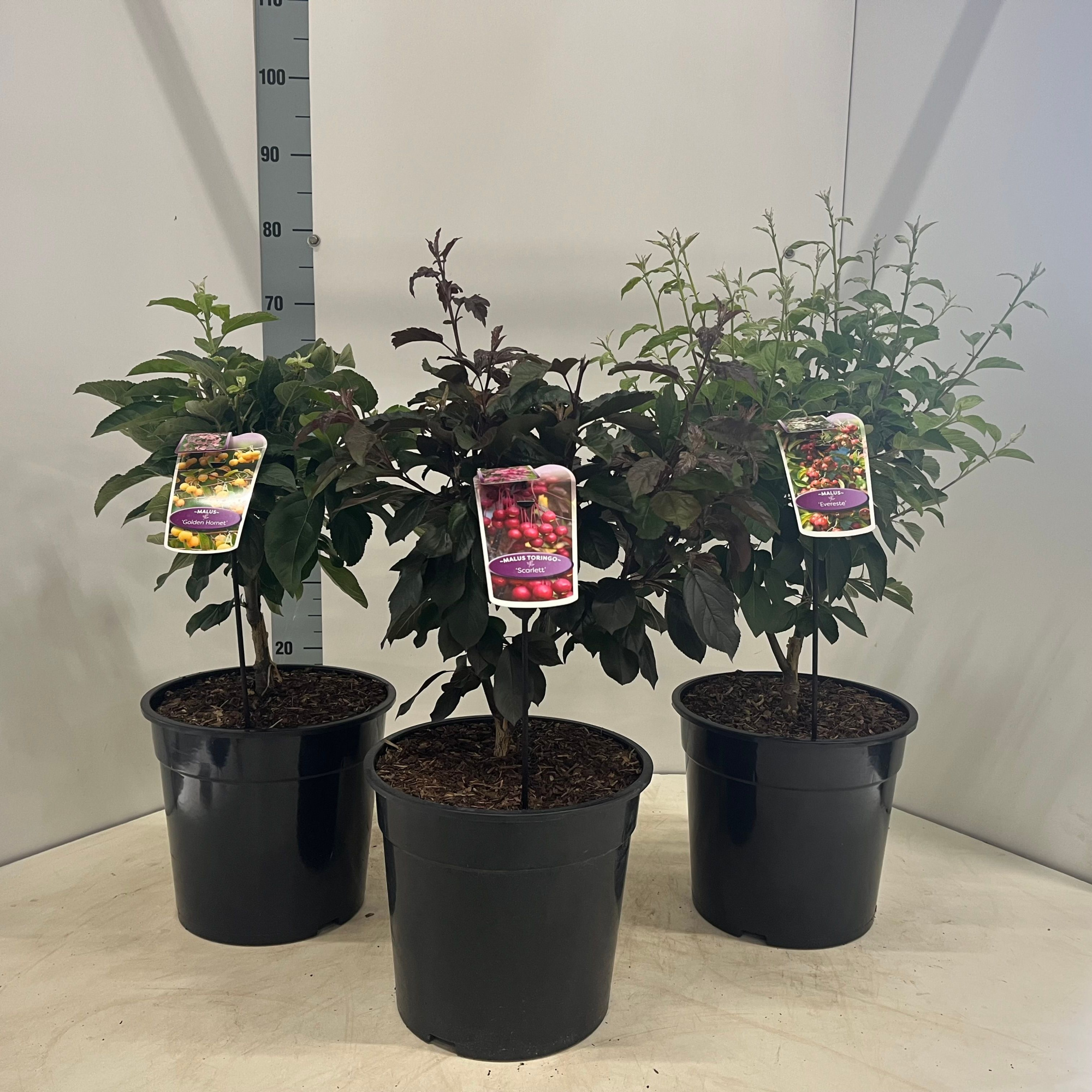 Malus mix (minimum order one layer), D 29 cm