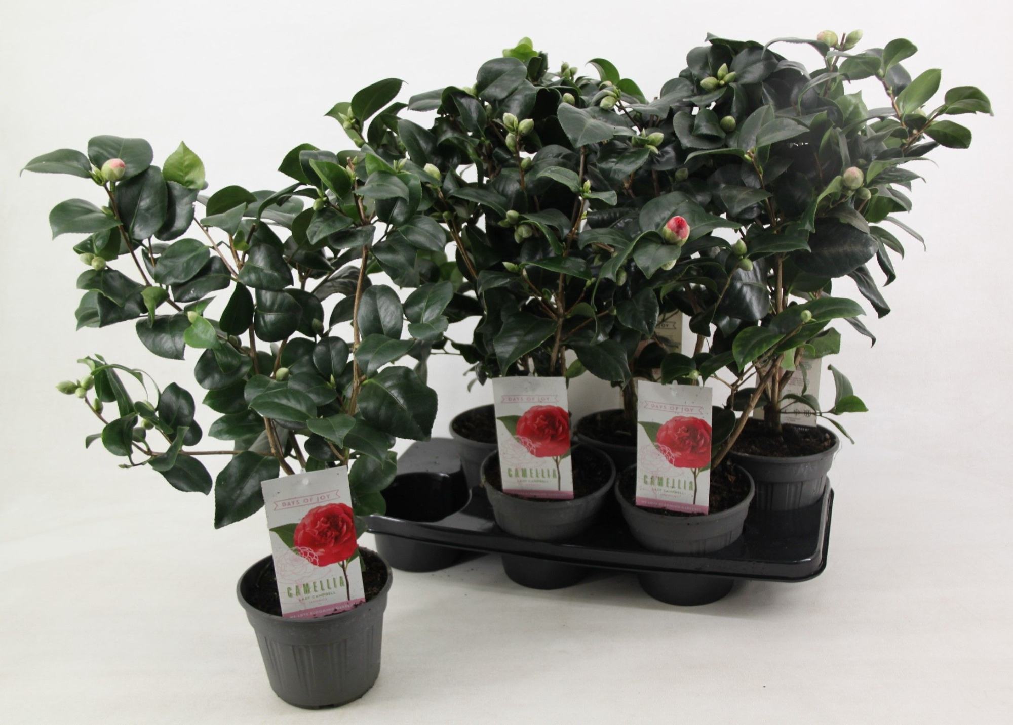 Camellia japonica 'Lady Campbell' 15 cm | 15+ knop, D 15
