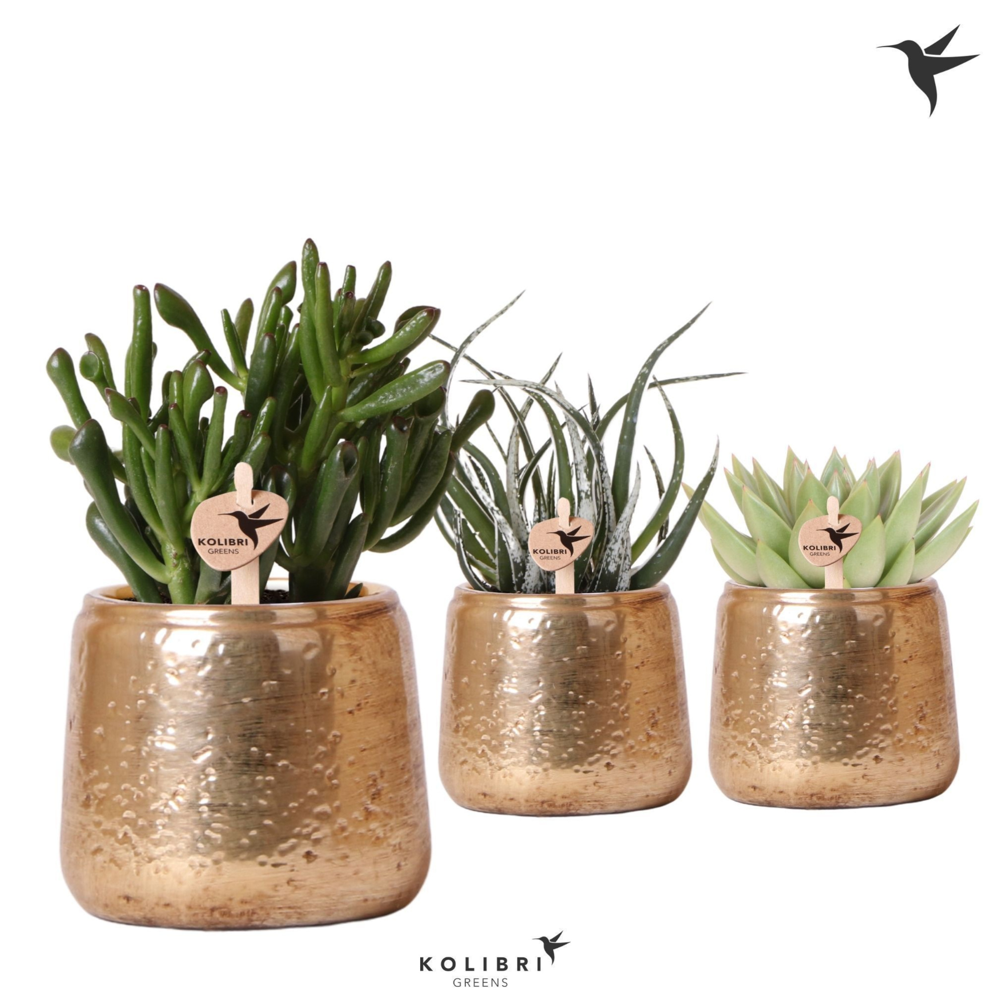 Kolibri Greens Succulenten mix in Luxury pot gold, D 9 cm