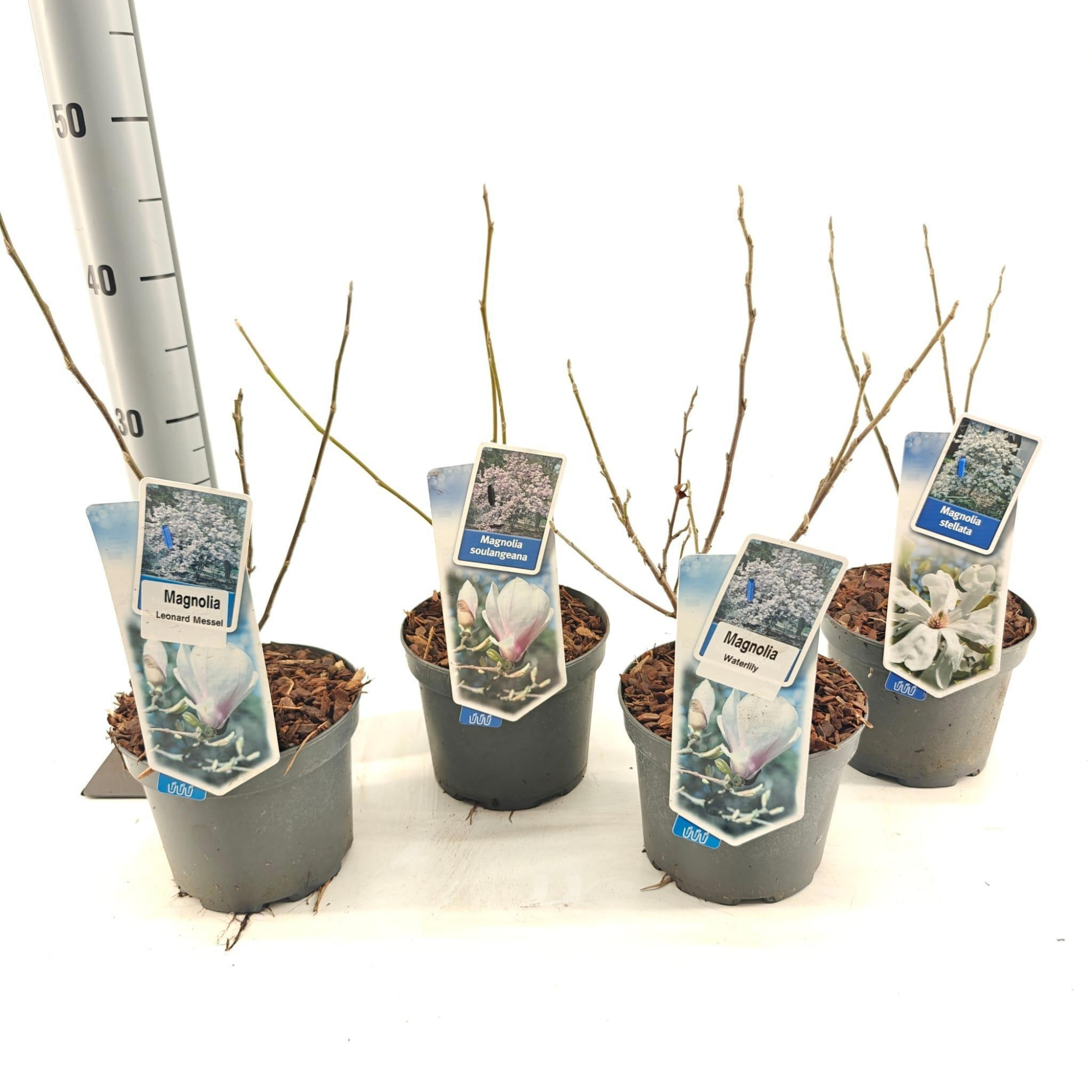 Magnolia mix (minimum order one layer), D 17