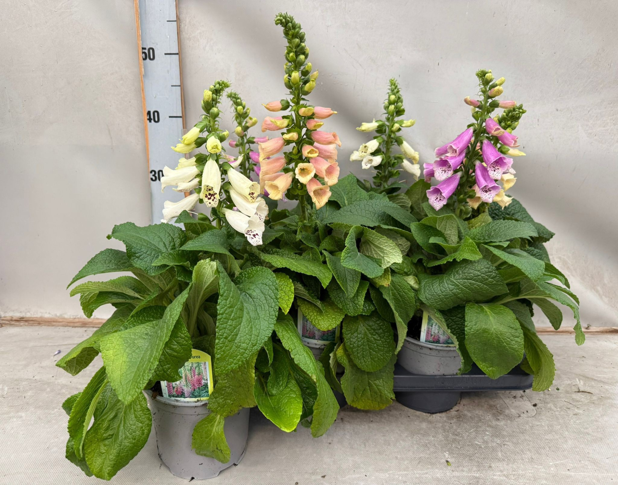 Digitalis mix, D 15 cm