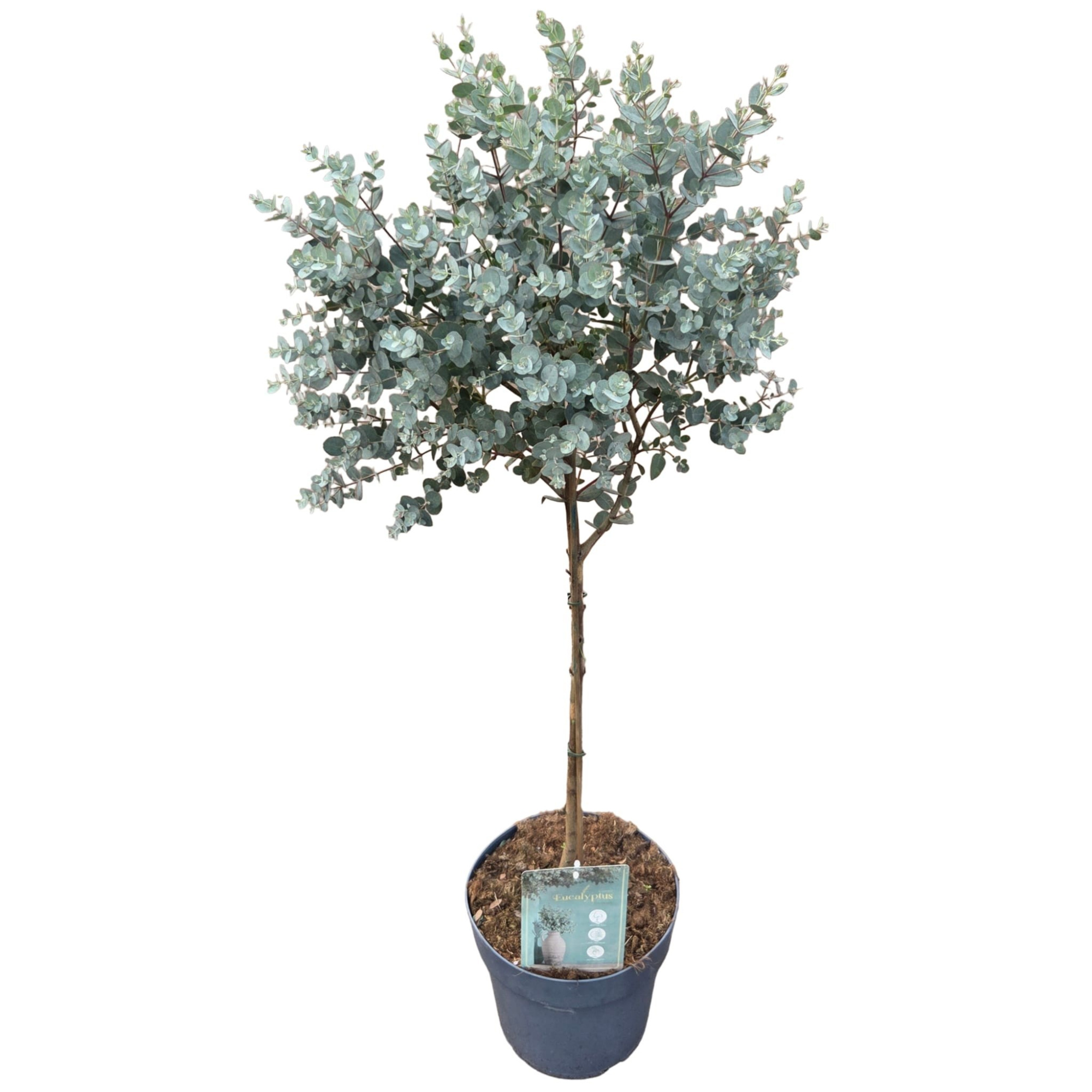 Eucalyptus Gunnii, D 24