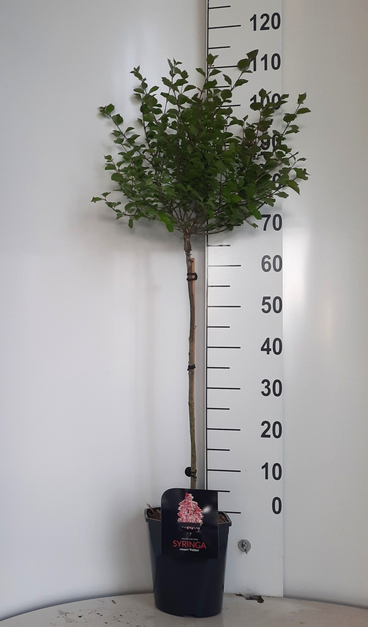 Syringa meyeri palibin stam 60 C4, D 20