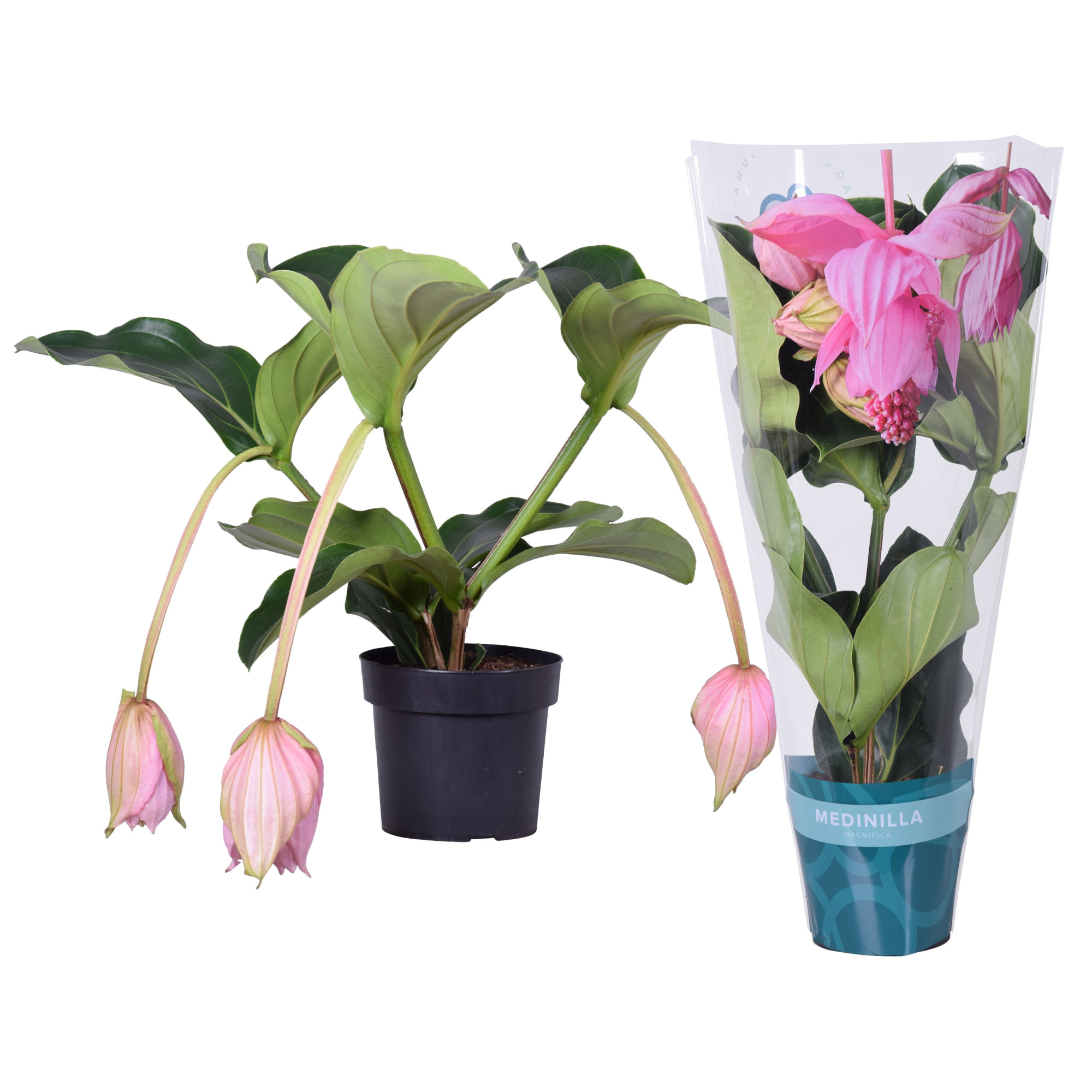 Medinilla Magnifica 2 etage 3 knop in exclusieve hoes, D 17