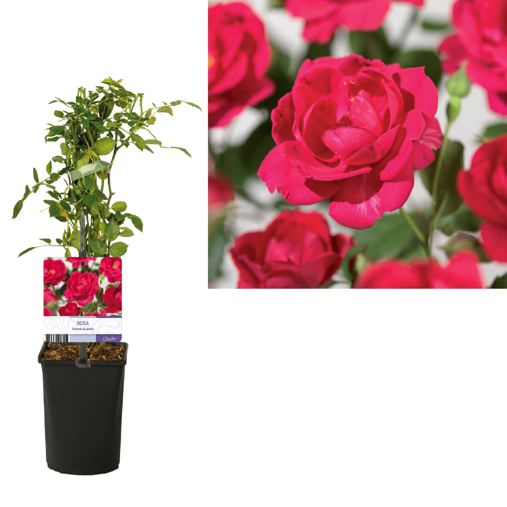 Rosa 'Royal Queen' +light label, D 11 cm