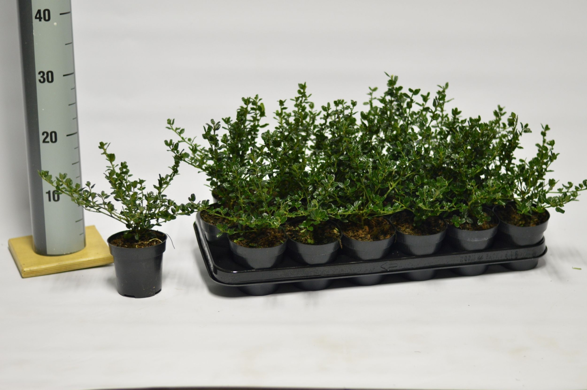 Ceanothus imp. Victoria, D 9 cm