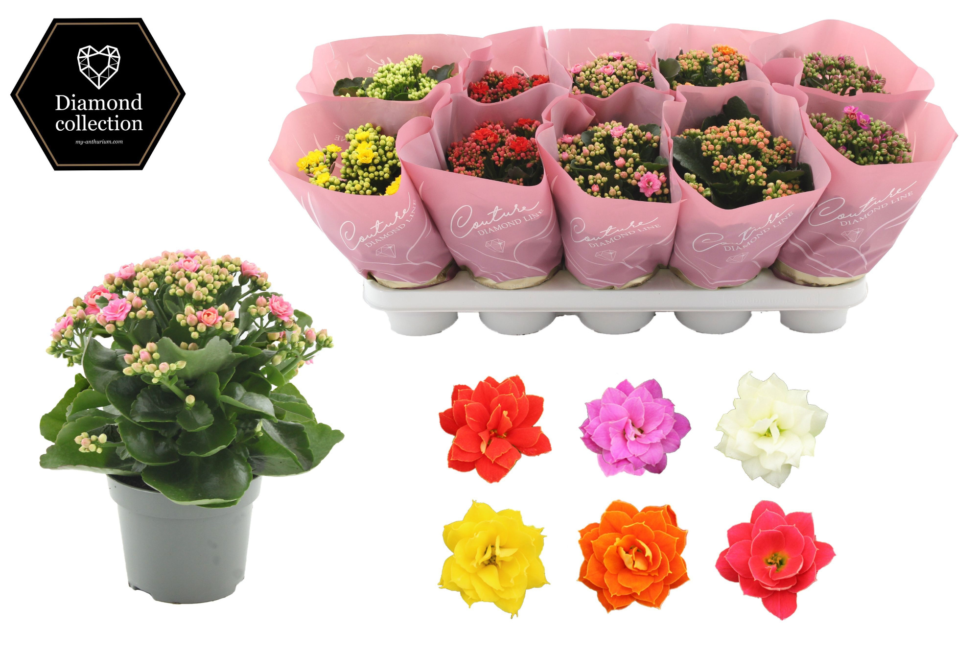 Kalanchoë 12 cm 5 color mix in Couture Diamond Line Pink sleeve, D 12