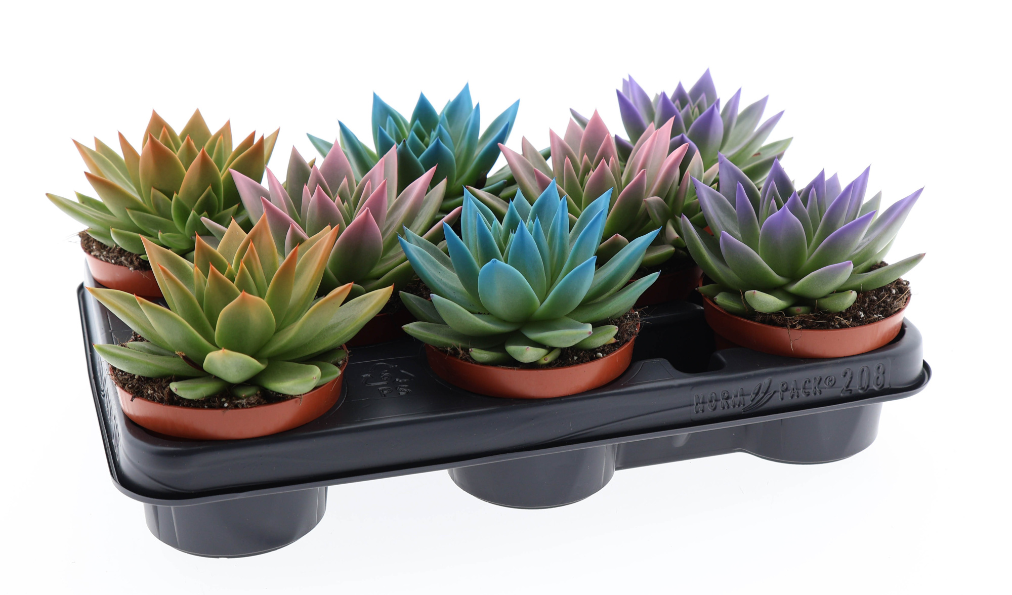 Rainbow tips mix, D 10,5 cm