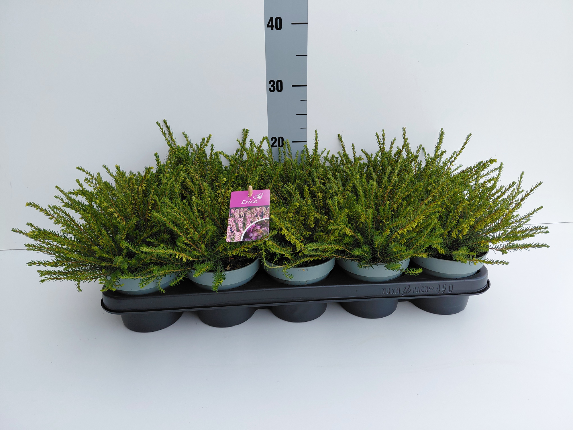 Erica x darleyensis Darley dale, D 12 cm