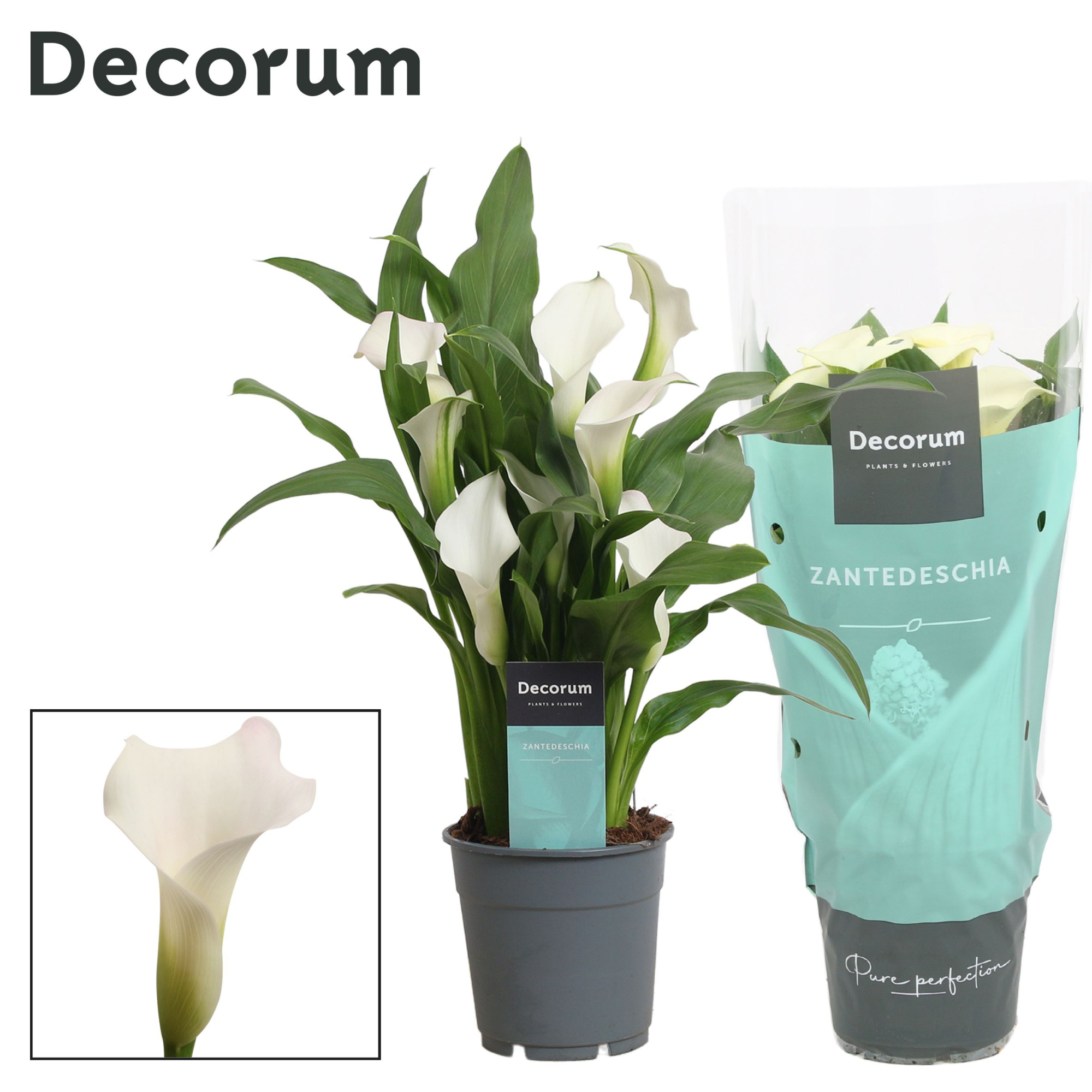 Zantedeschia (Calla) Wit (Decorum), D 12