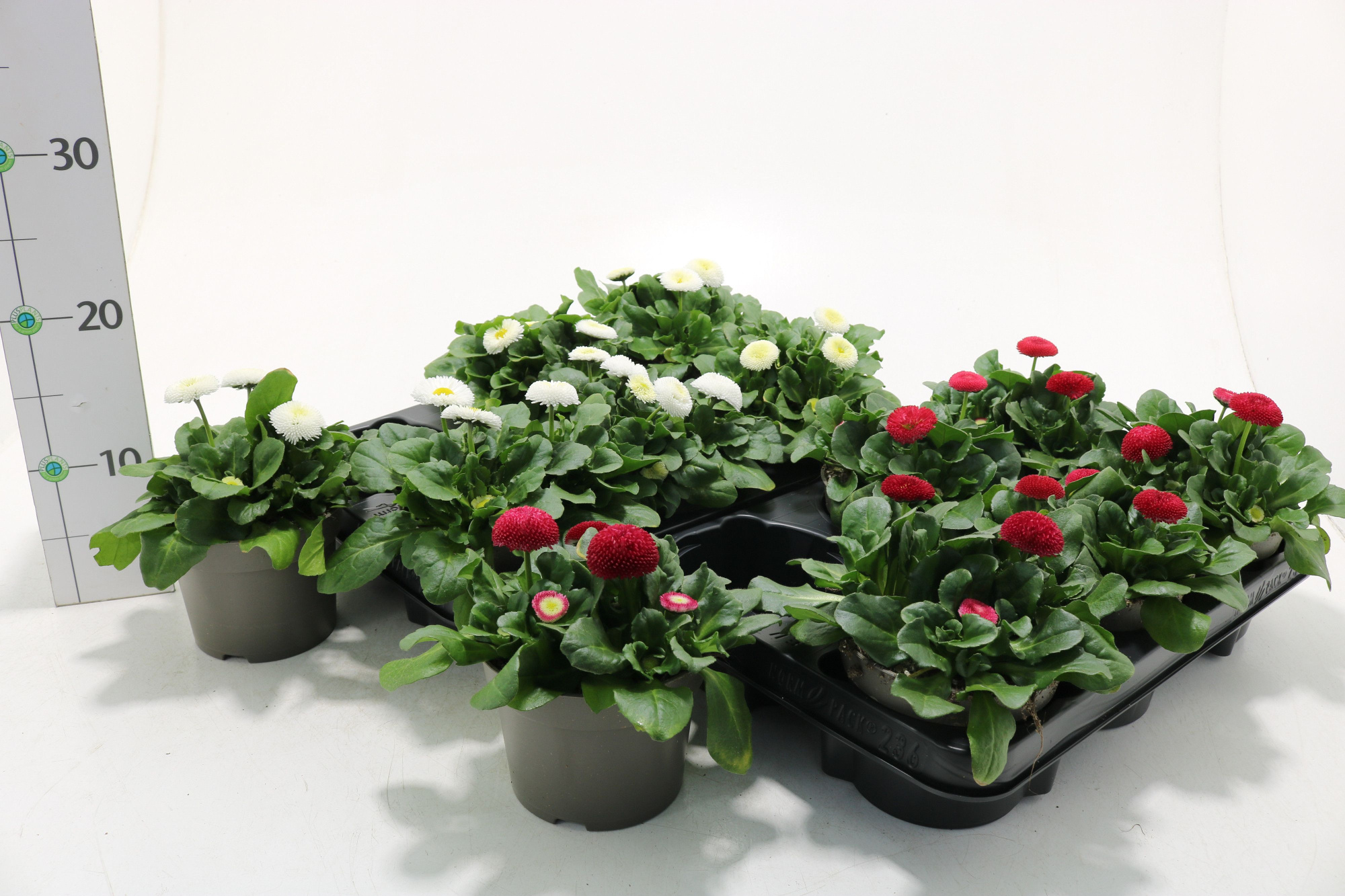 Bellis perennis, D 13