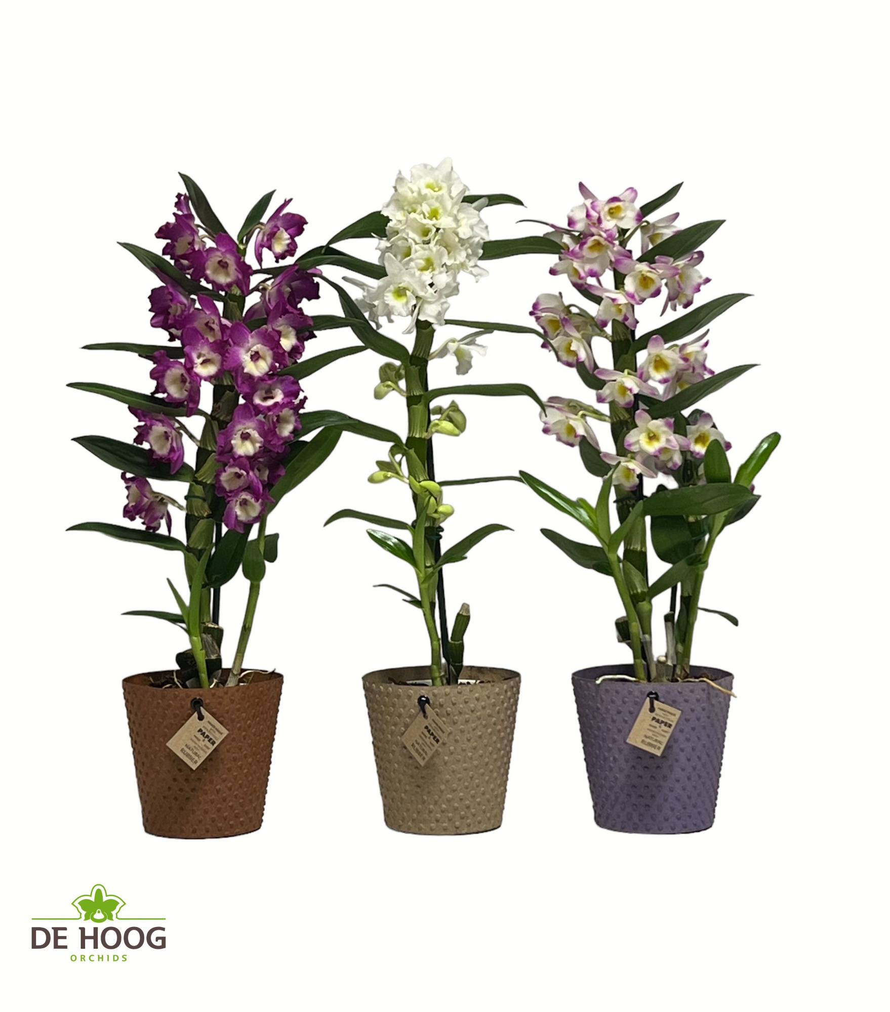 Dendrobium Nobile 1 stam gemengd in Paperpot 3 kleuren, D 12