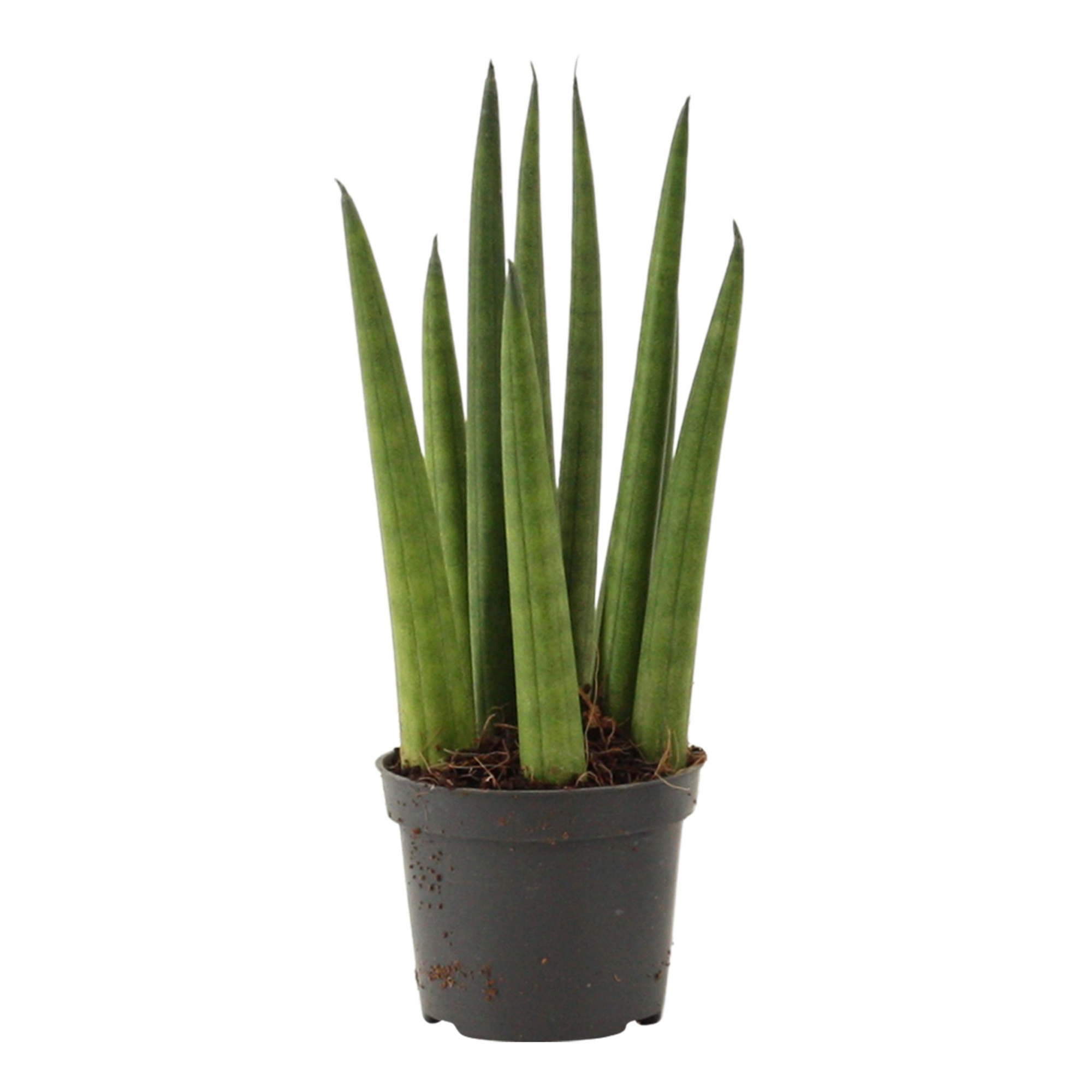Sansevieria Cylindrica 6 cm Rocket, D 6