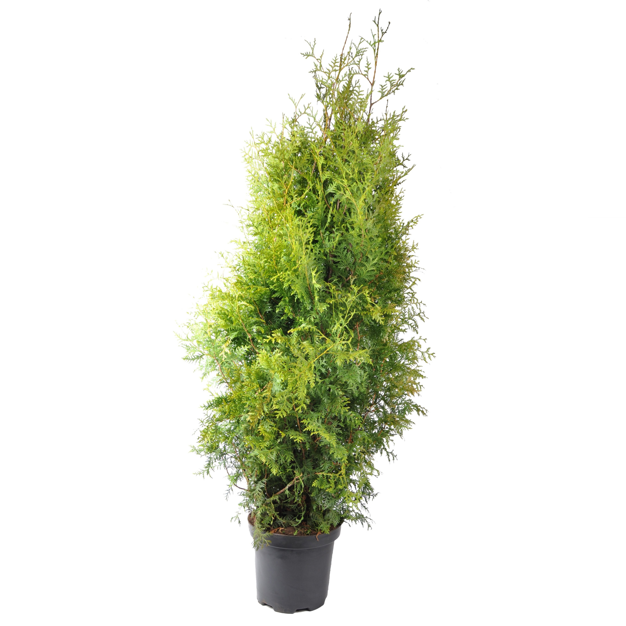 Thuja occ. Brabant, plantmaat 140-160 cm - Rondgestoken -, D 31 cm
