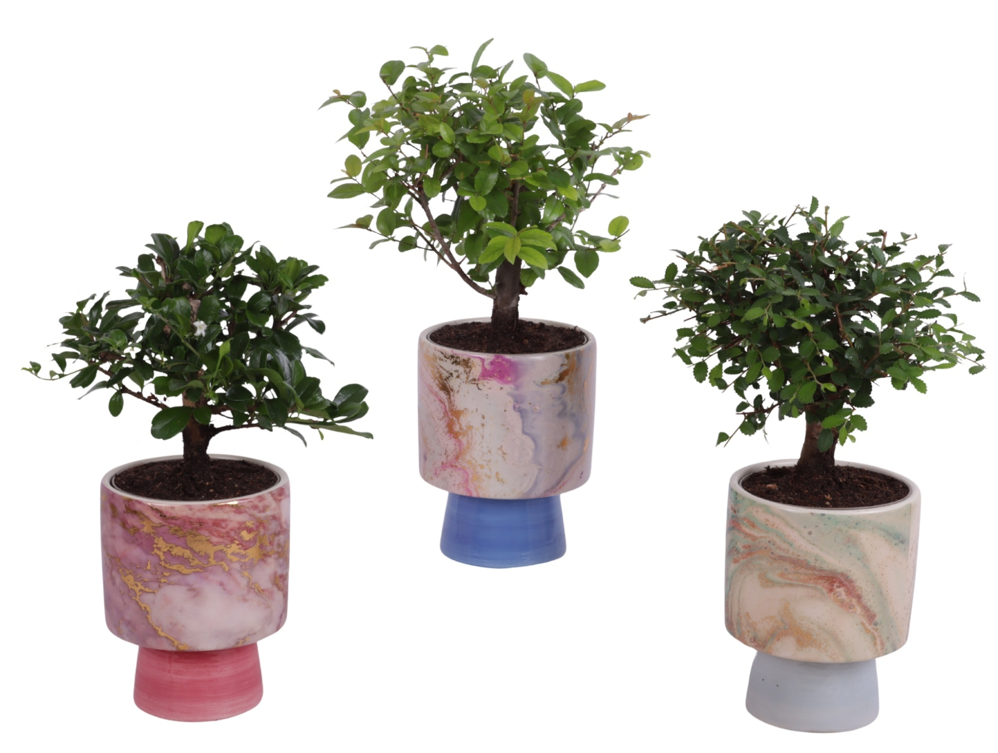 Bonsai Indoor Mix Ø 9cm Ball Shape in Ø10cm Ceramic FB676, D 10