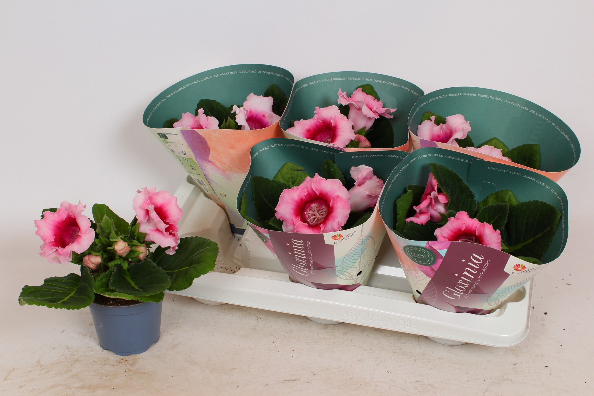 Sinningia 'Avanti Peach Rose', D 12