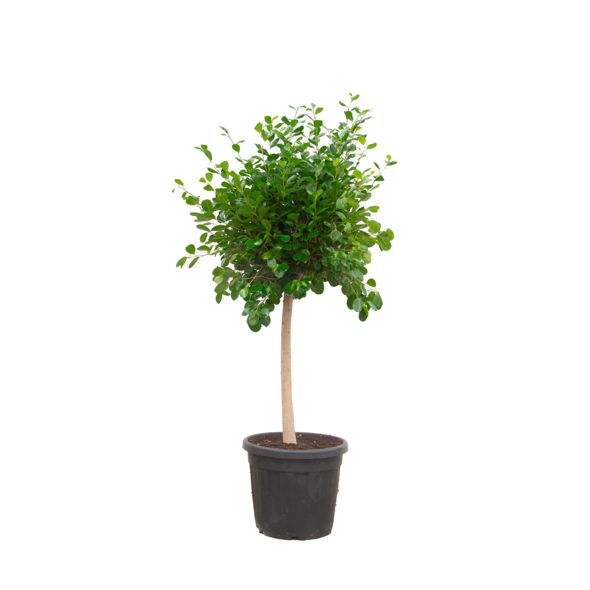 FIcus Microcarpa 'Panda' - 170cm, D 45 cm