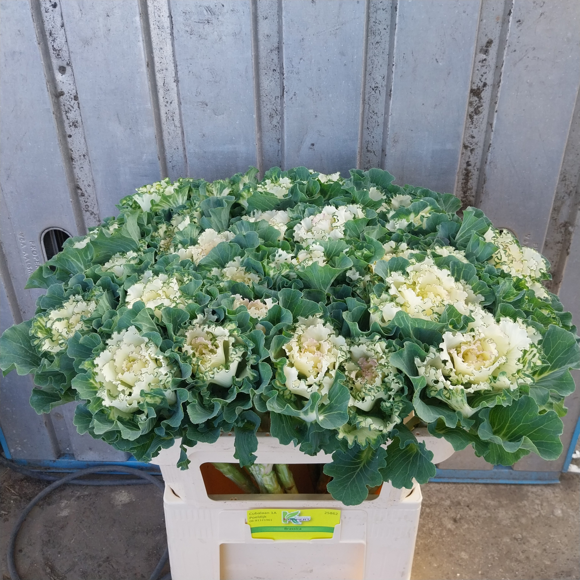 Брассика Вайт Леди 60, шт.